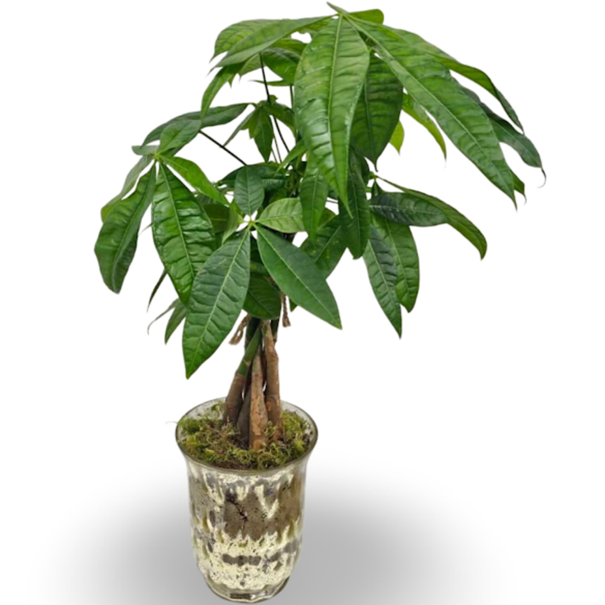 Potted green houseplant with multiple trunks and broad leaves in a textured glass vase