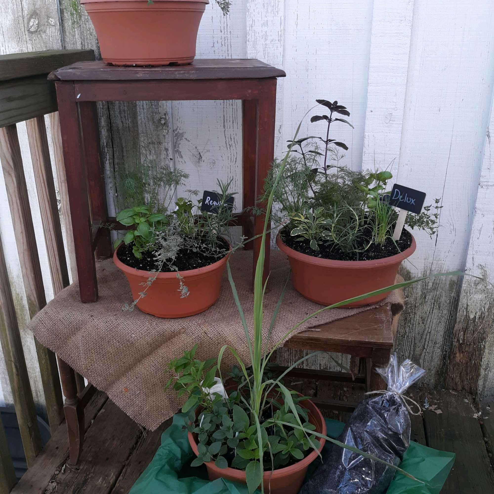 Several potted herb plants arranged on a wooden stand