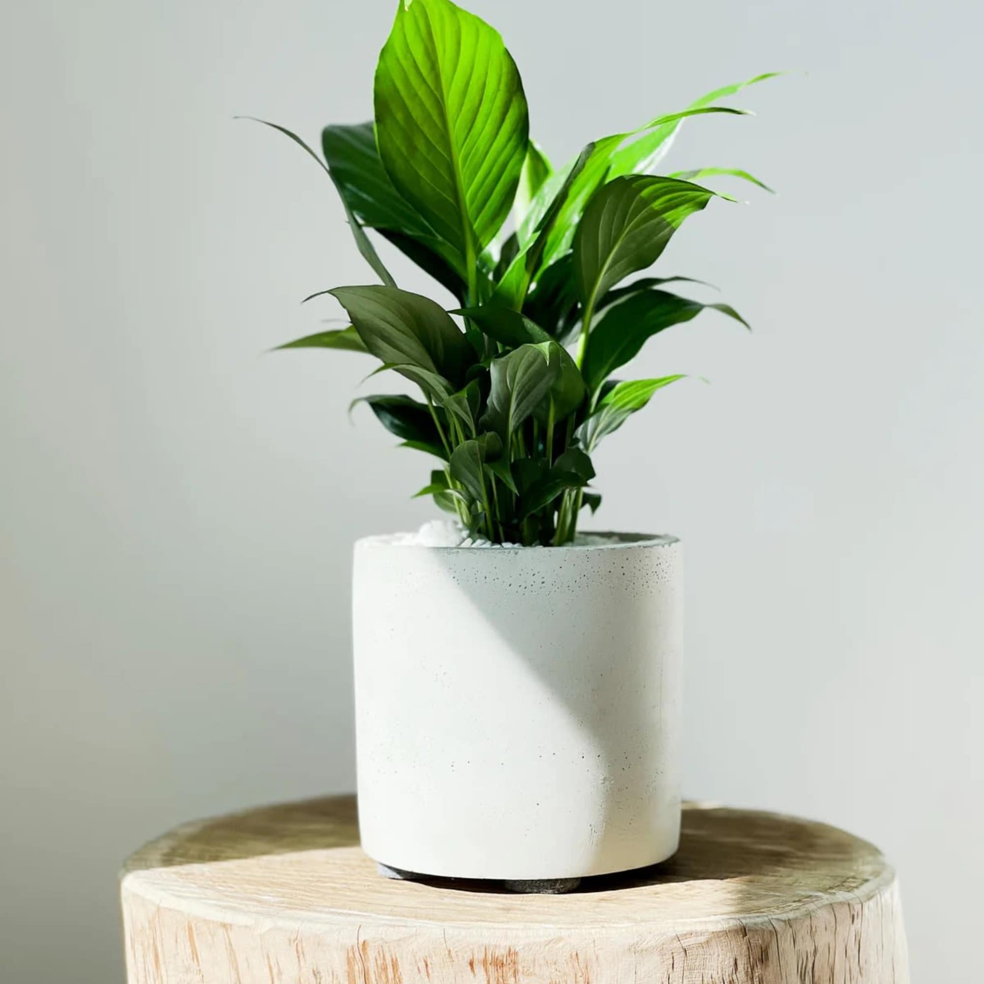 Potted green houseplant in a white cylindrical planter