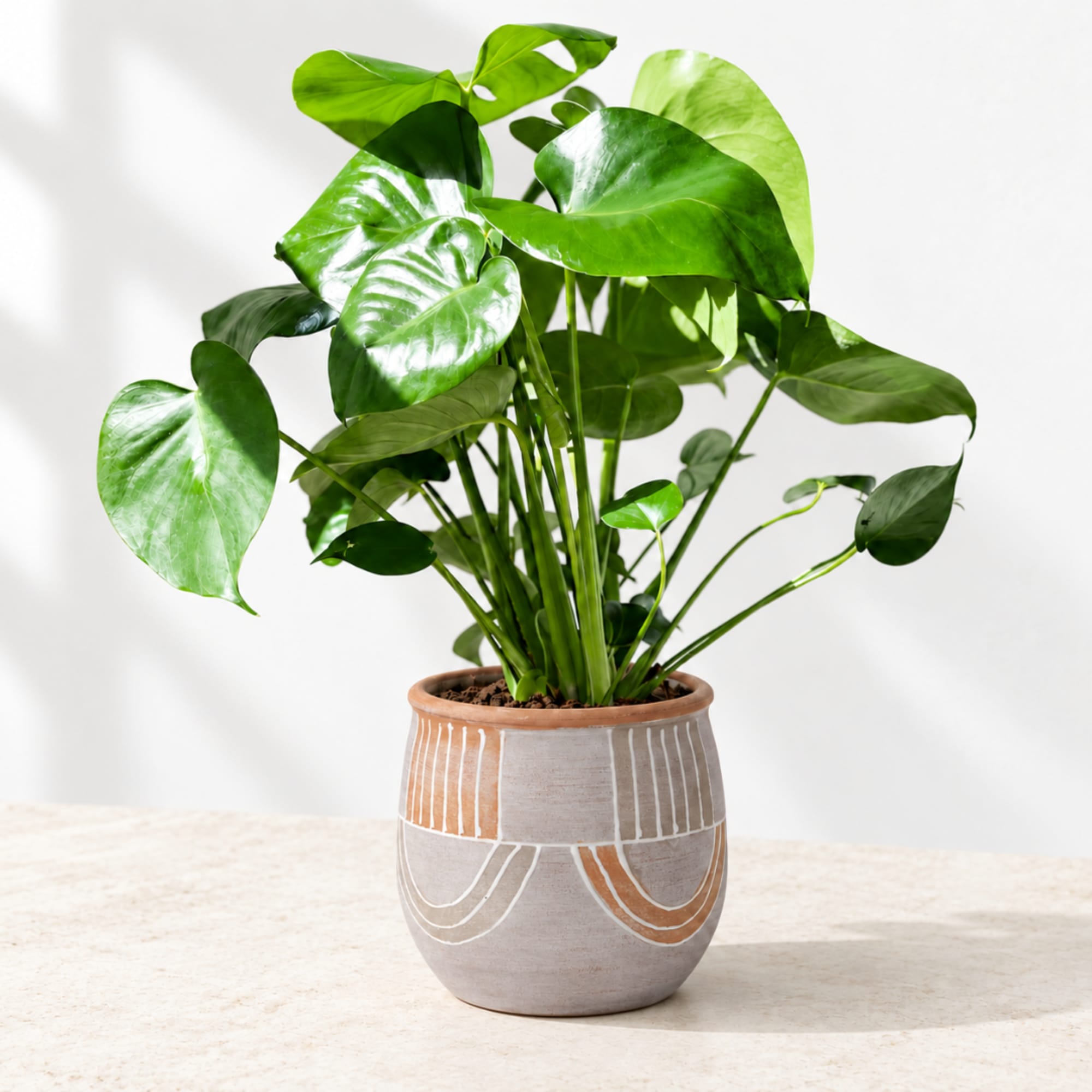 Potted green houseplant in a patterned ceramic pot