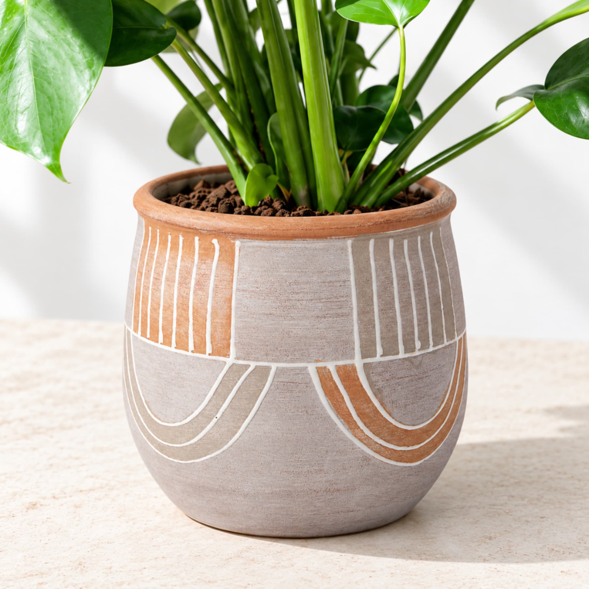 Potted green houseplant in a patterned ceramic planter