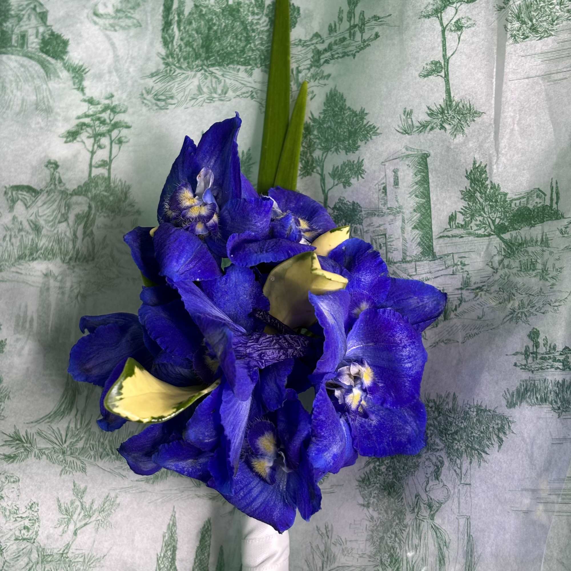 Blue iris bouquet with a white ribbon handle