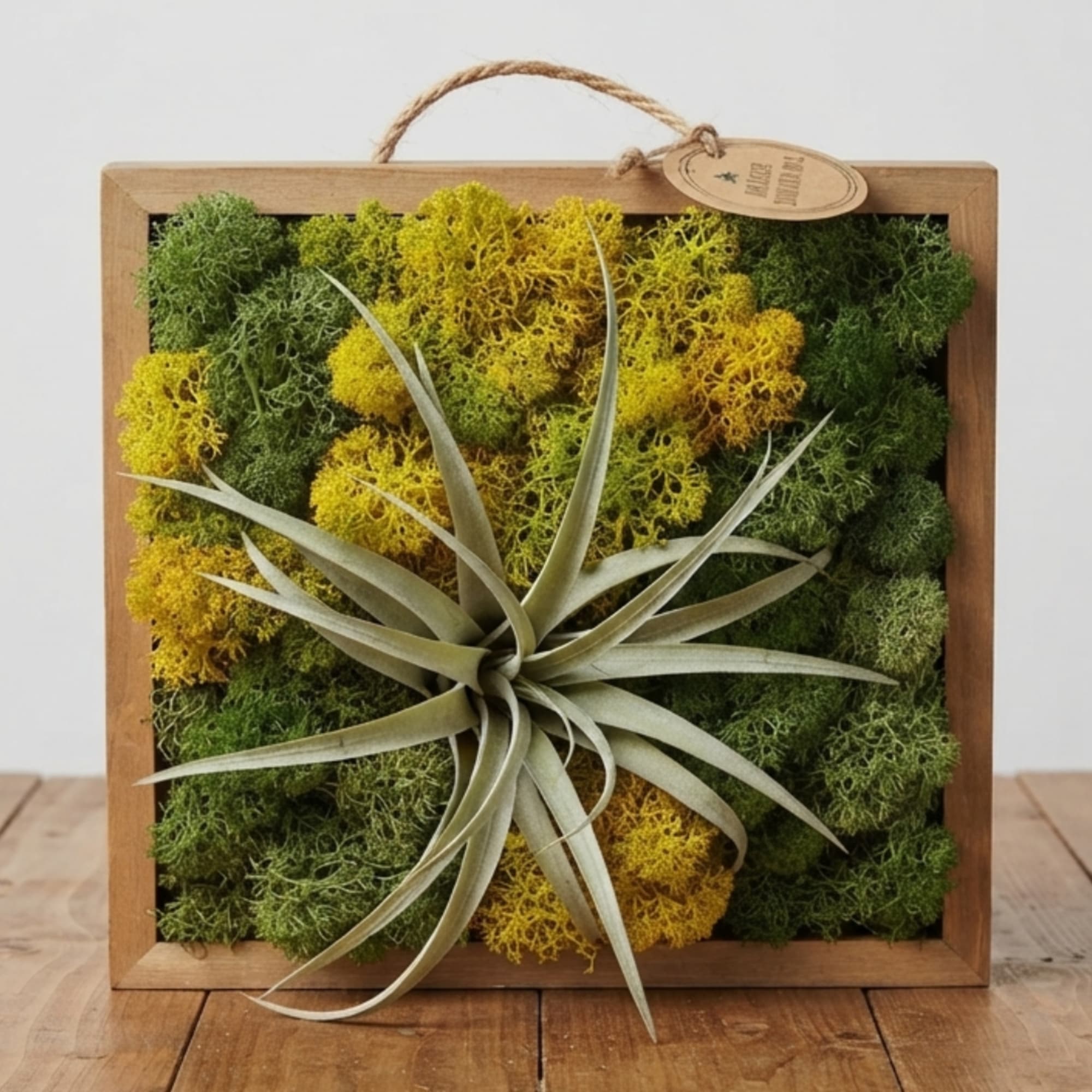 Framed moss arrangement with a central air plant