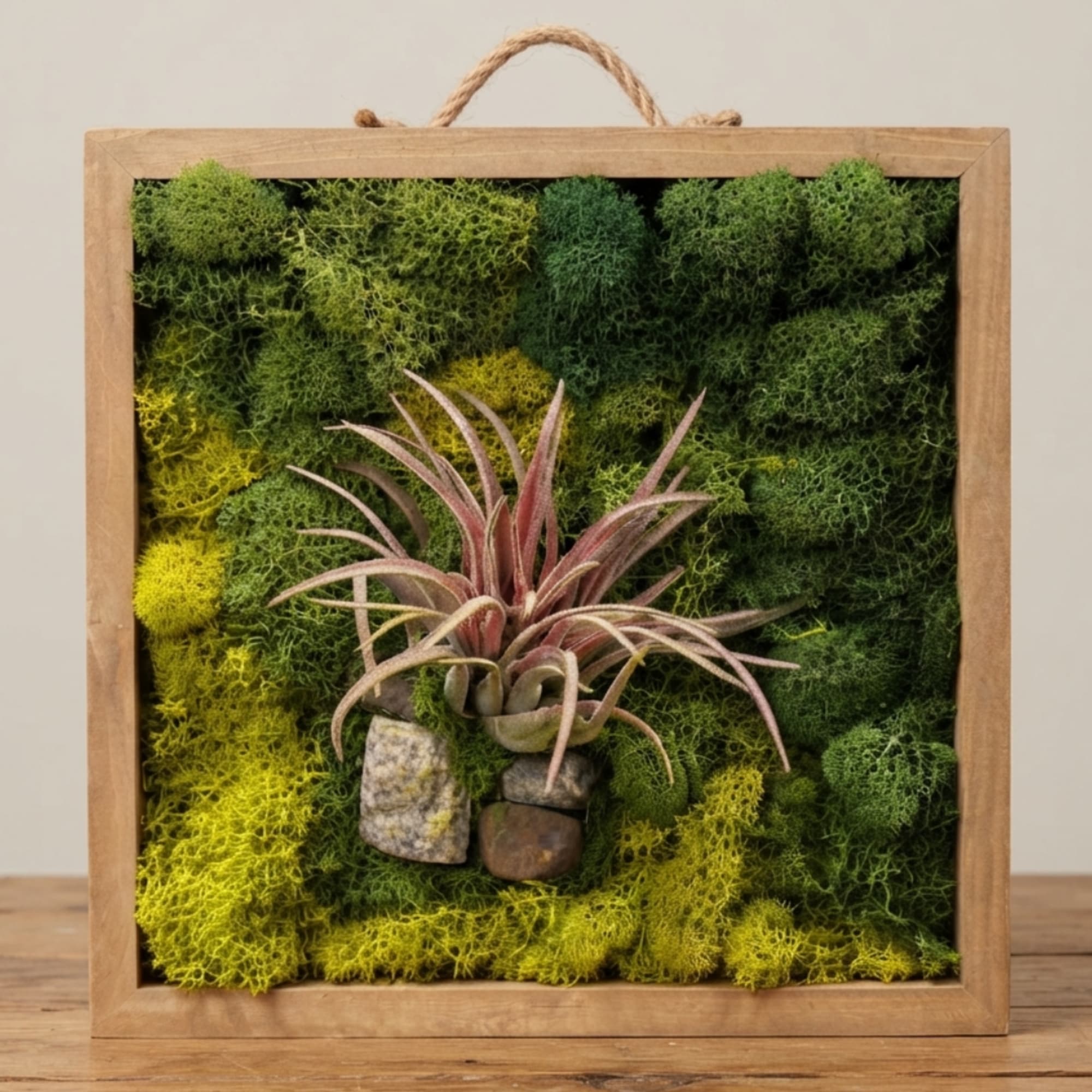 Framed moss wall with a small air plant and stones