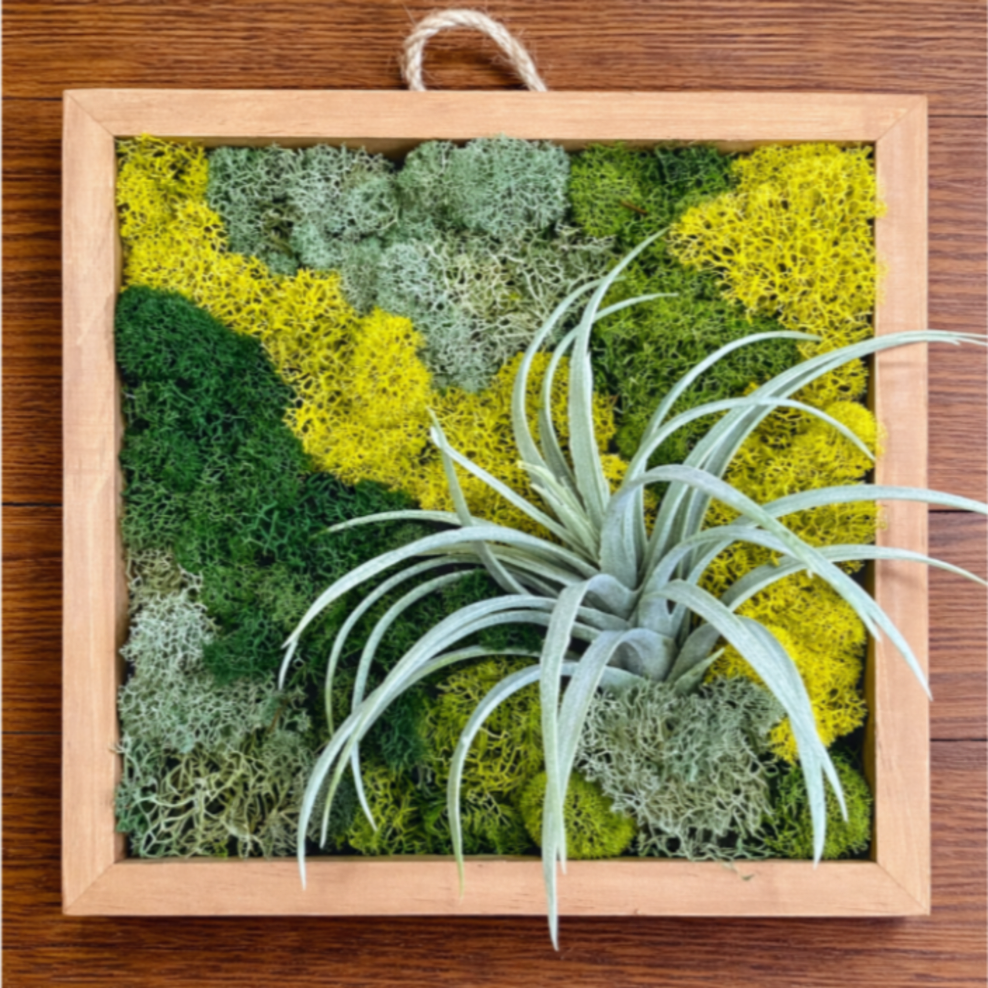 Framed moss wall art with a small air plant attached