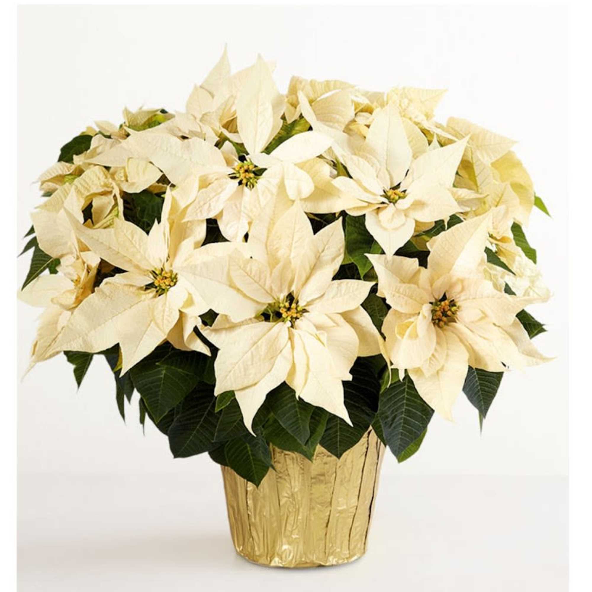 Cream poinsettia arrangement in a gold-wrapped pot