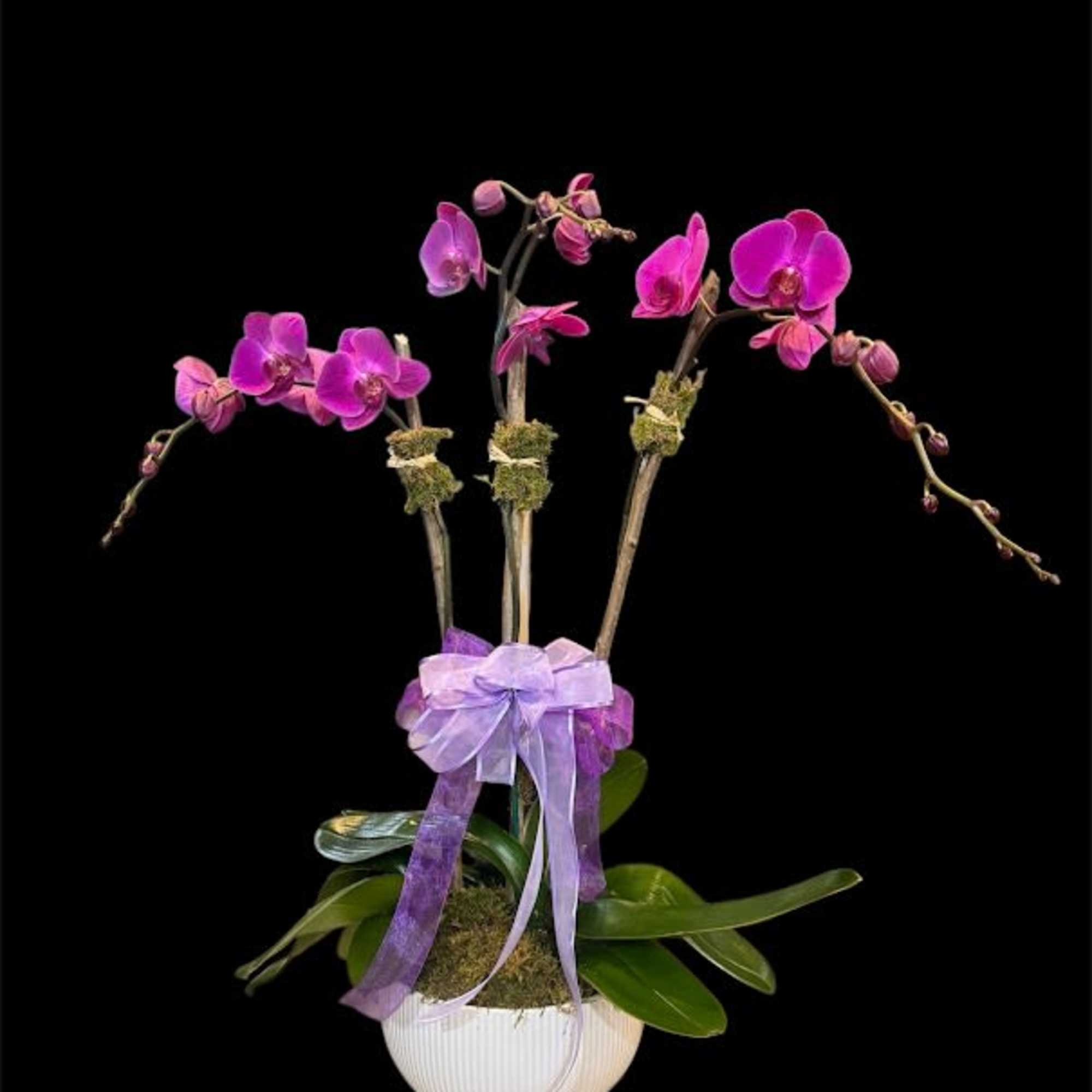 Purple orchids arranged in a white pot with a lavender ribbon