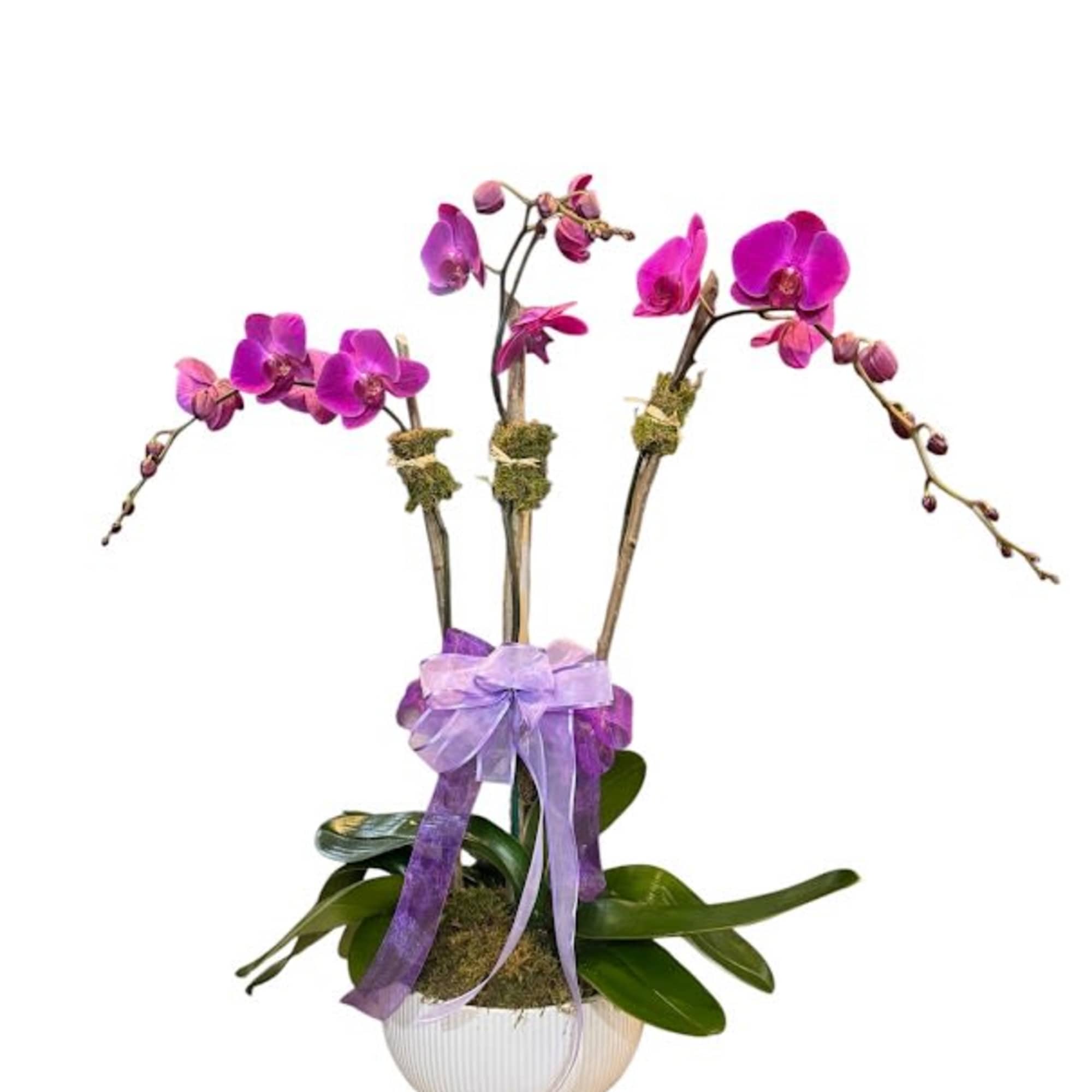 Purple orchids in a white pot with a lavender ribbon
