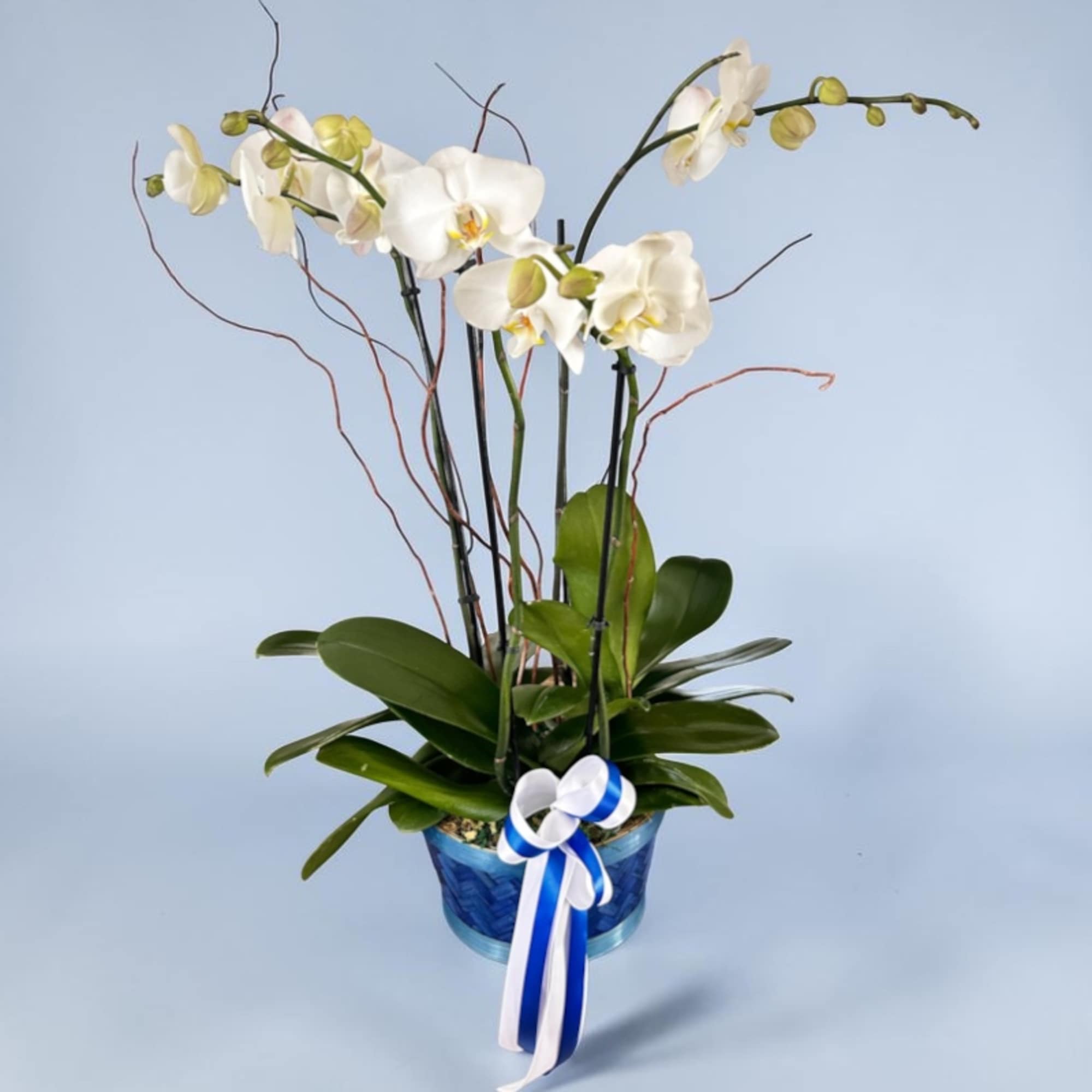 White orchids in a blue pot with a ribbon bow