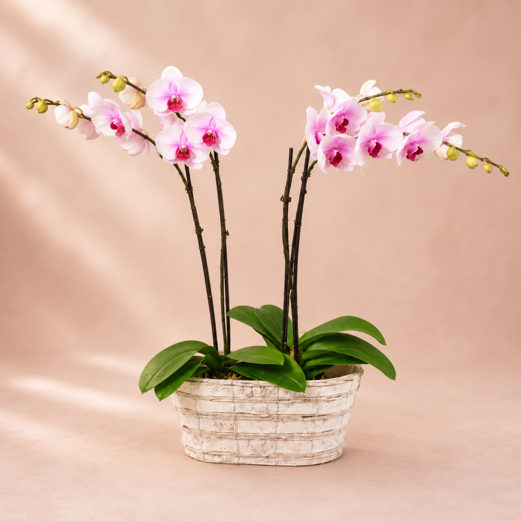 Pink orchid plant in a white woven basket planter