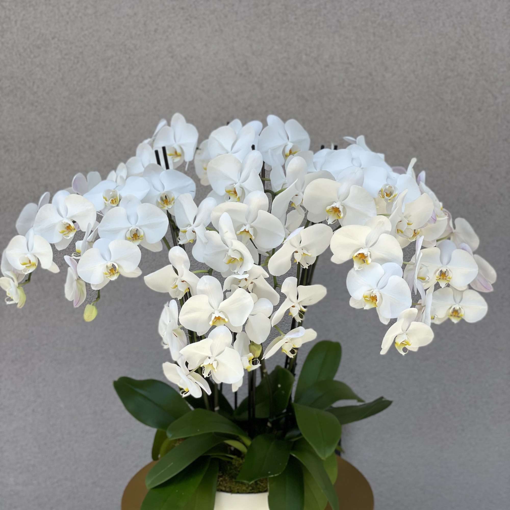White orchid arrangement in a white pot with broad green leaves