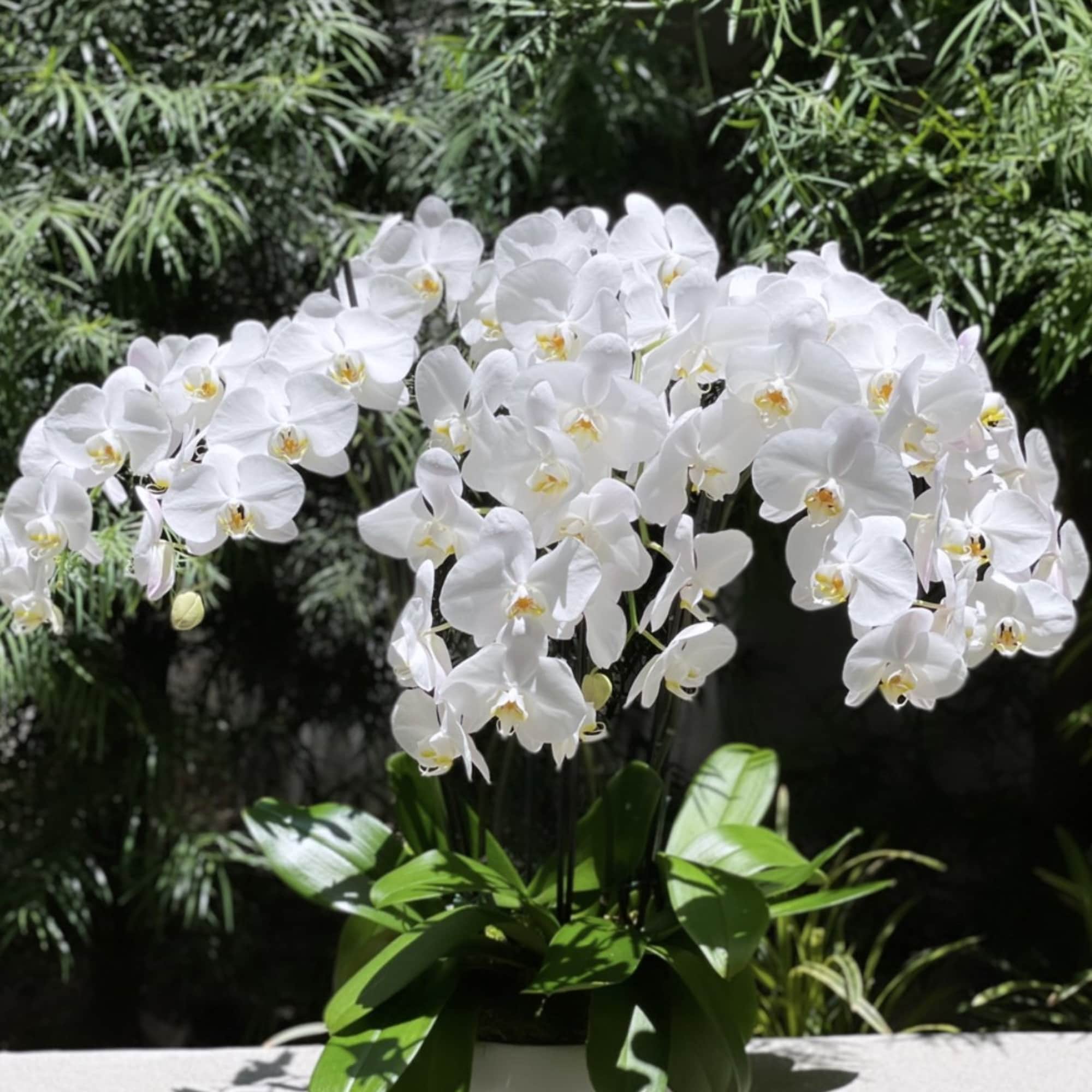 White orchid arrangement in a low white pot