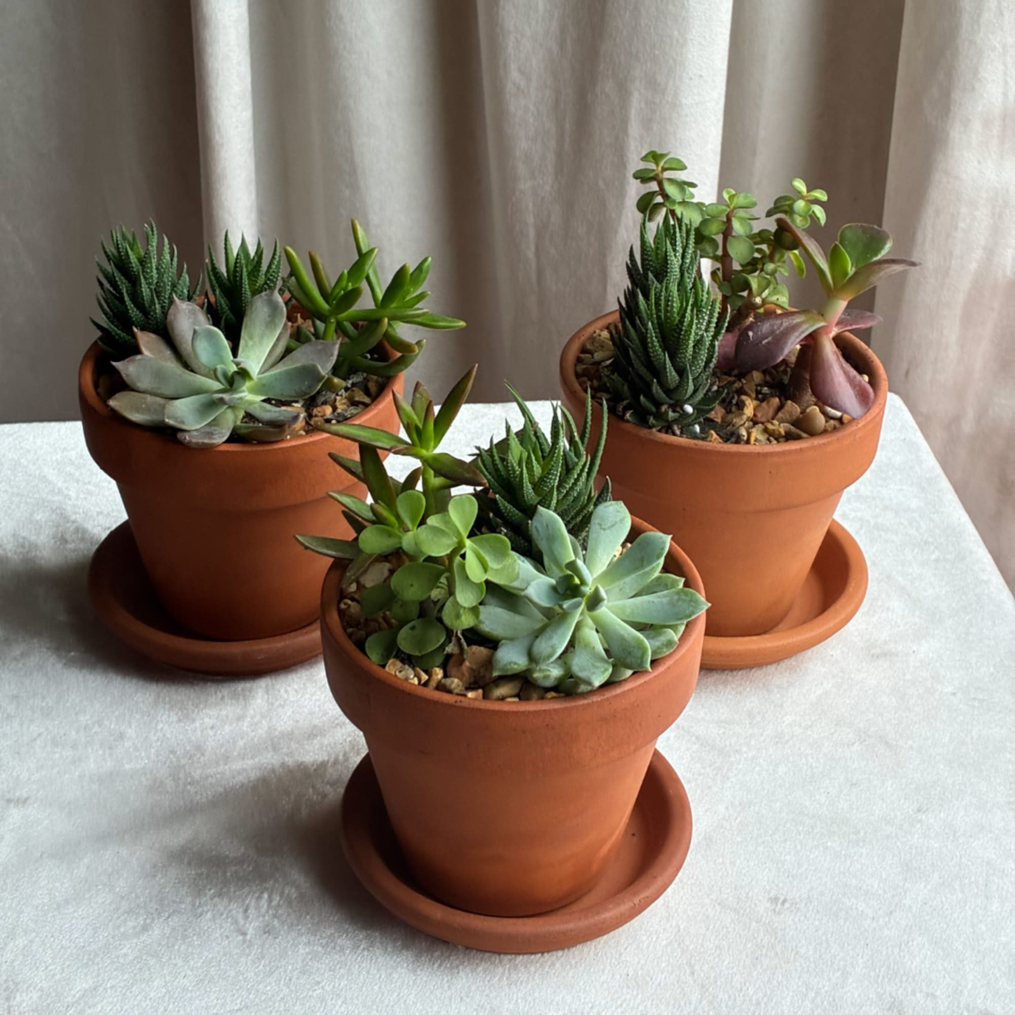 Three terracotta pots of assorted succulents on a white cloth