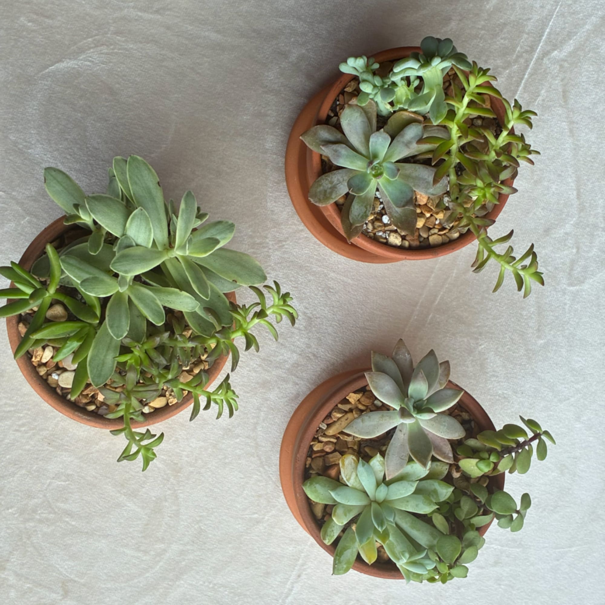 Three potted succulent plants arranged on a light fabric surface
