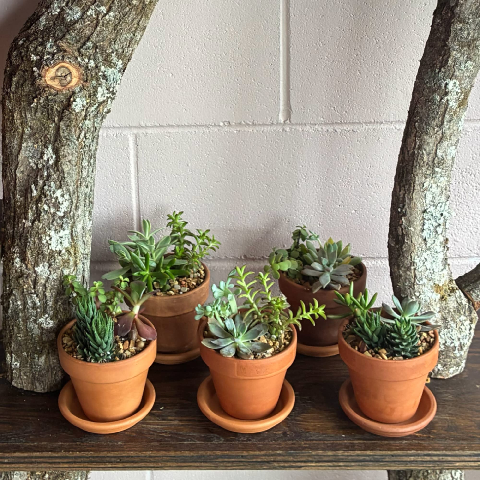 Five small potted succulent arrangements on a wooden shelf
