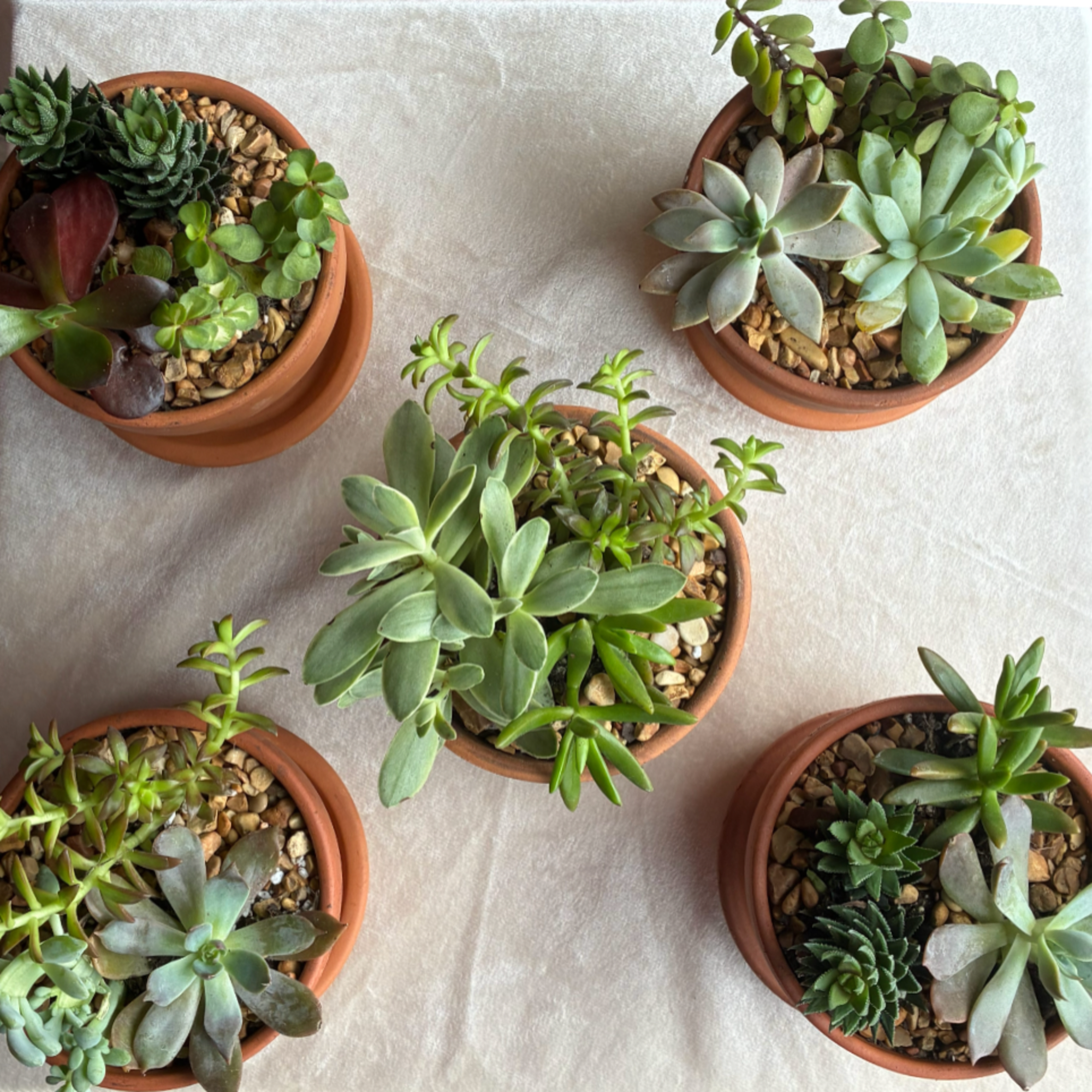 Five potted succulent arrangements on a light fabric surface