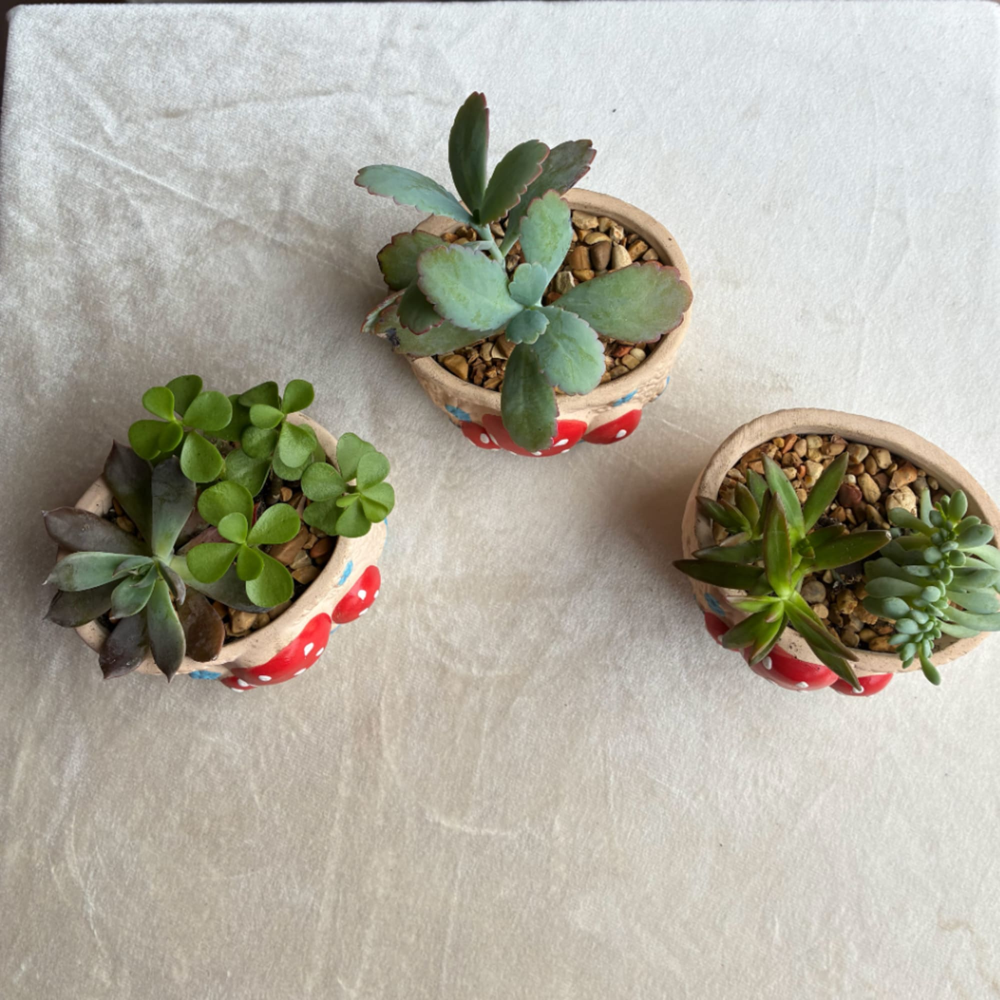 Three small potted succulent arrangements on a light fabric background