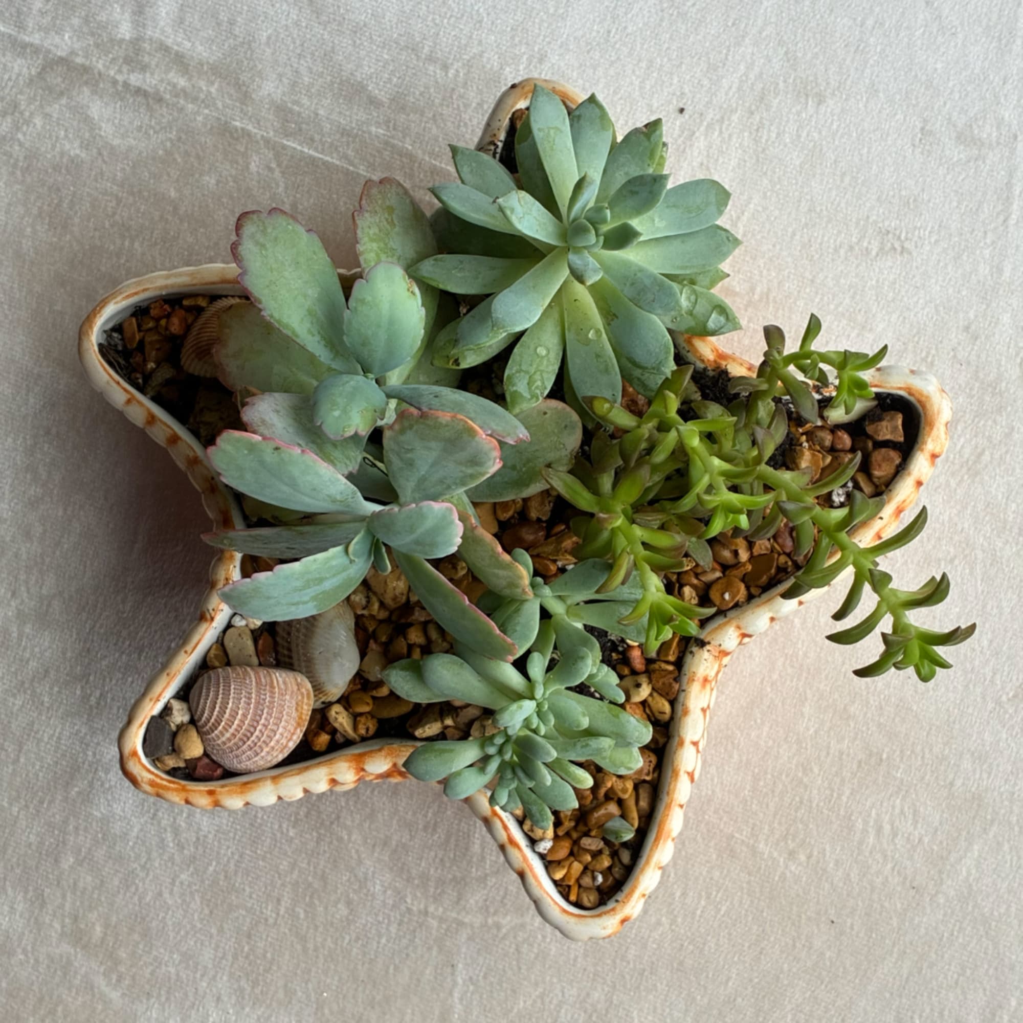 Succulent arrangement in a star-shaped ceramic planter