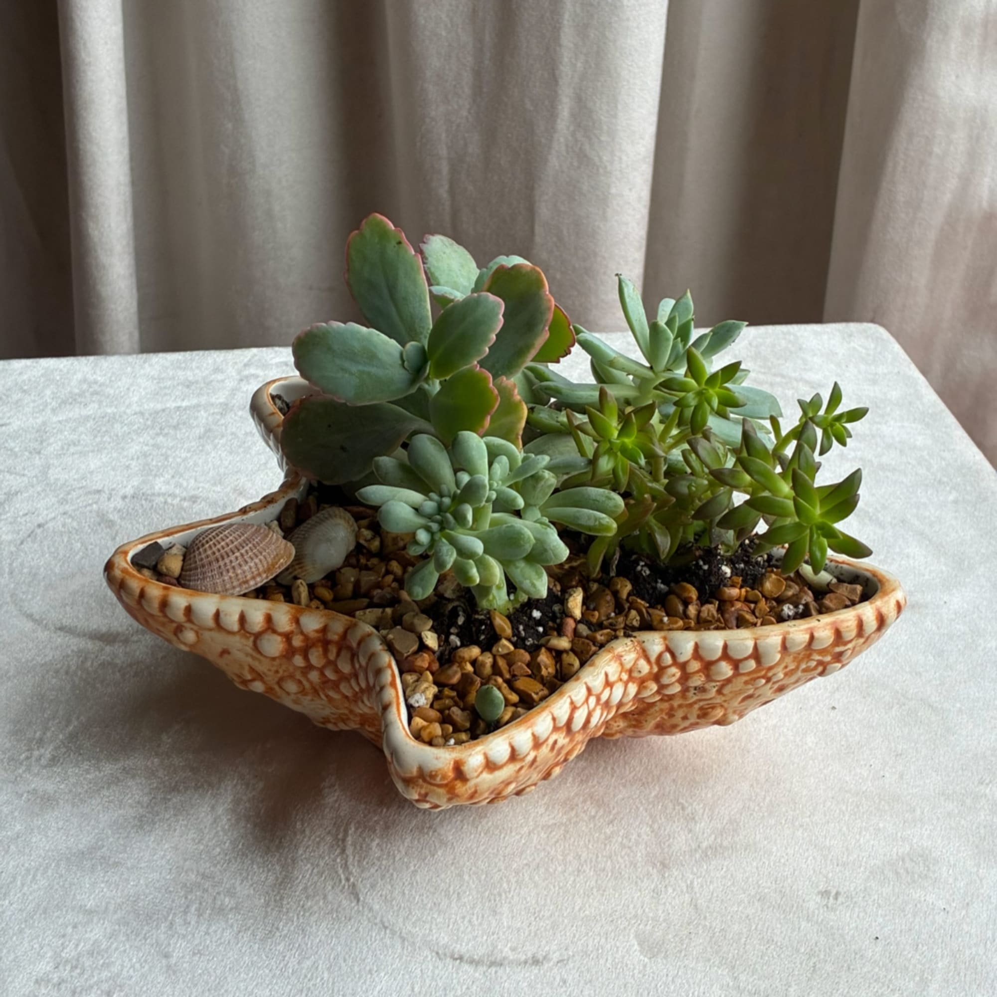 Succulent arrangement in a shell-shaped ceramic planter