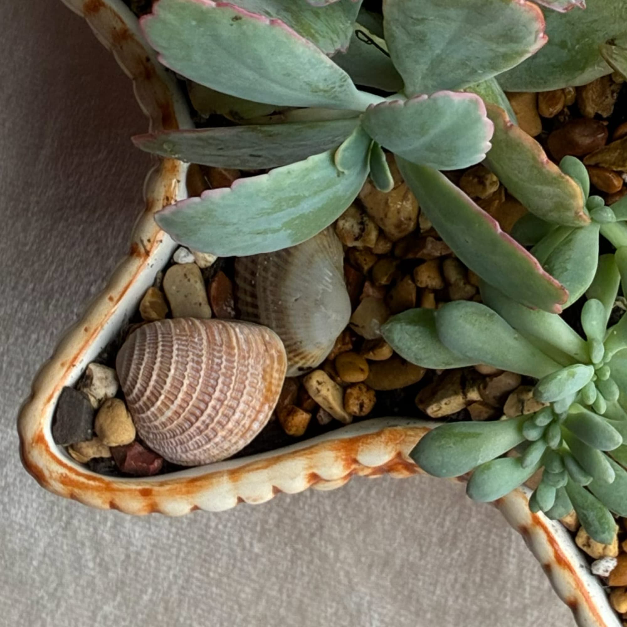 Succulent arrangement in a shell-shaped ceramic planter with pebbles and seashells