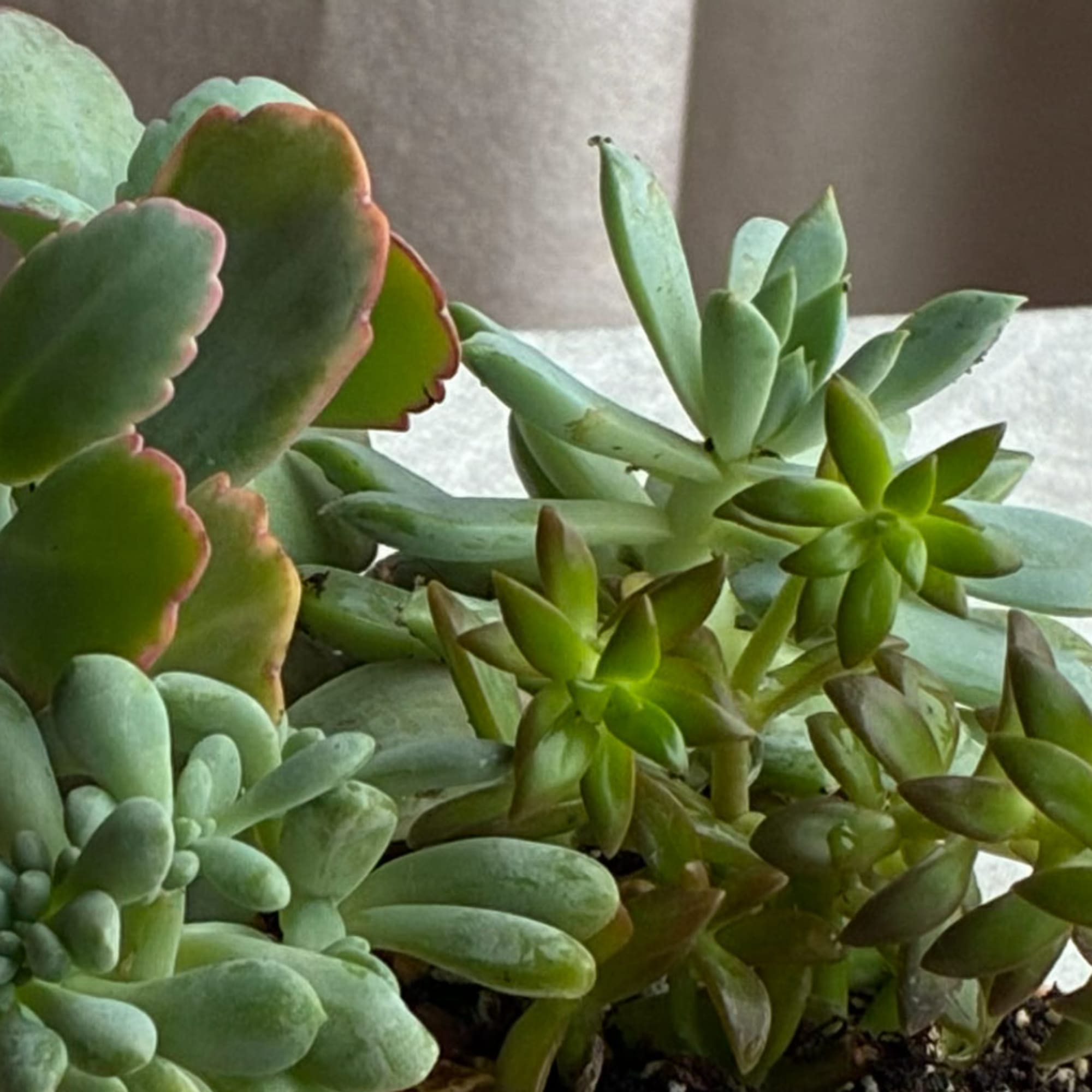 Close-up of a mixed succulent plant with fleshy green leaves