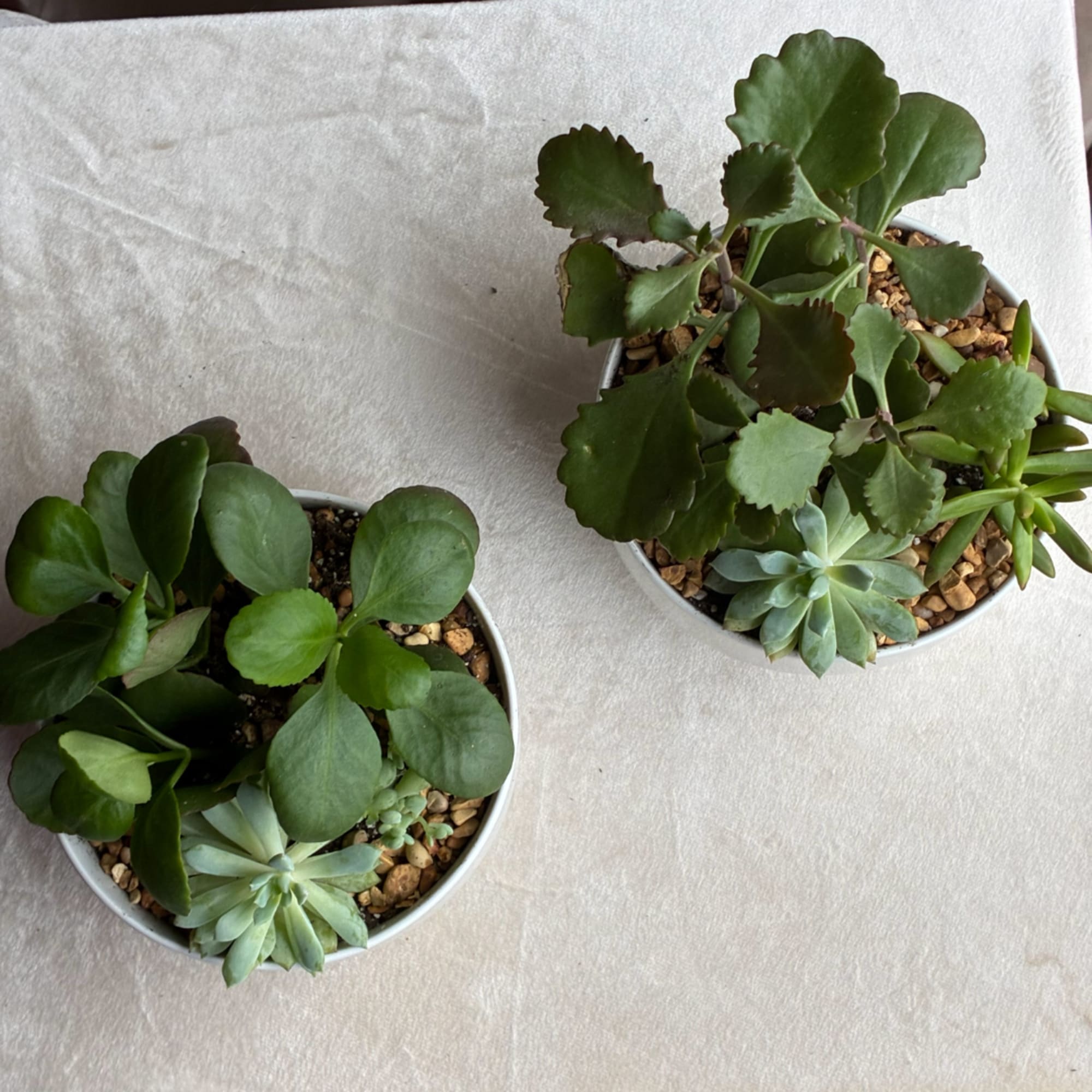 Two small potted succulent arrangements on a light fabric surface