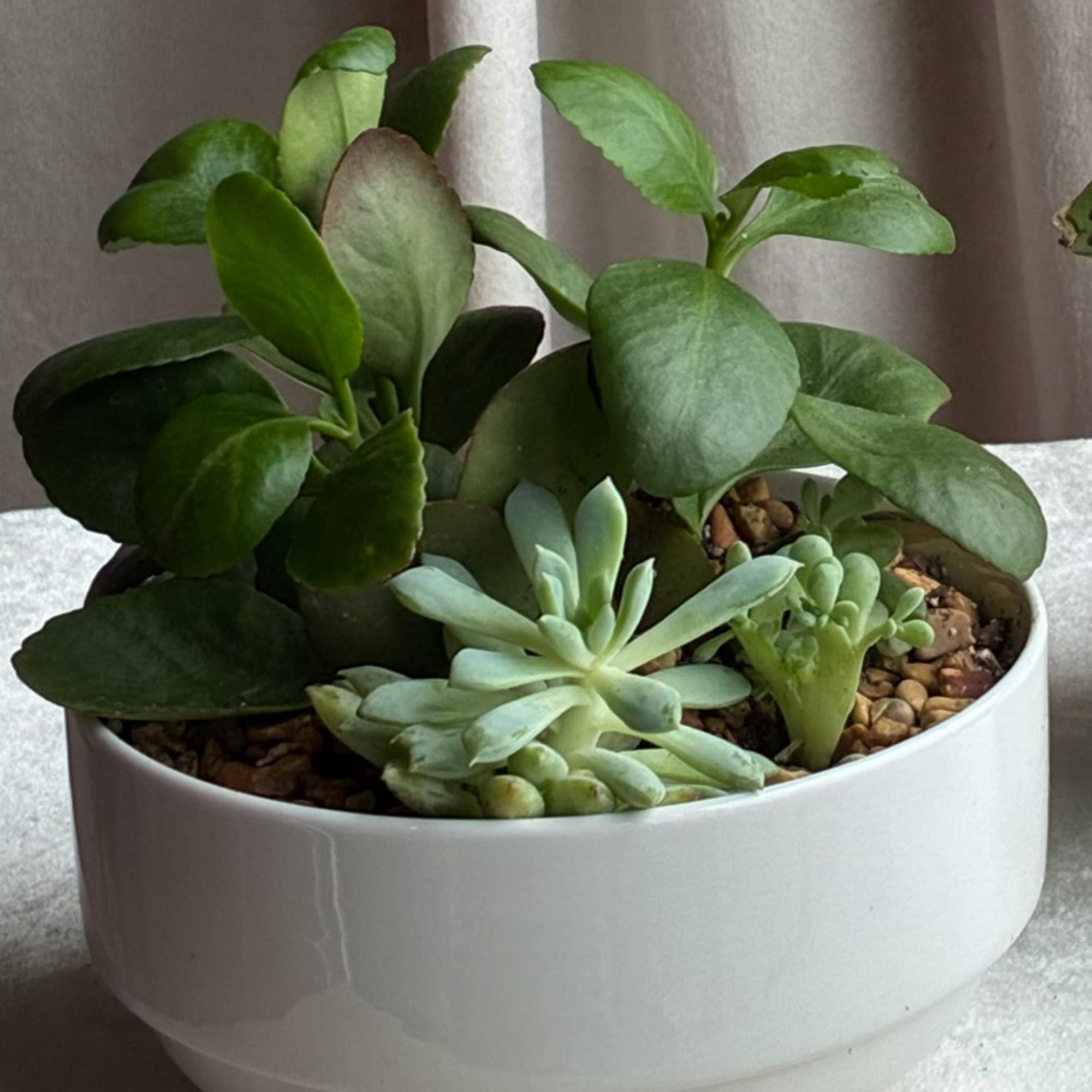 Potted succulent arrangement in a white ceramic bowl, photo 4 of 4