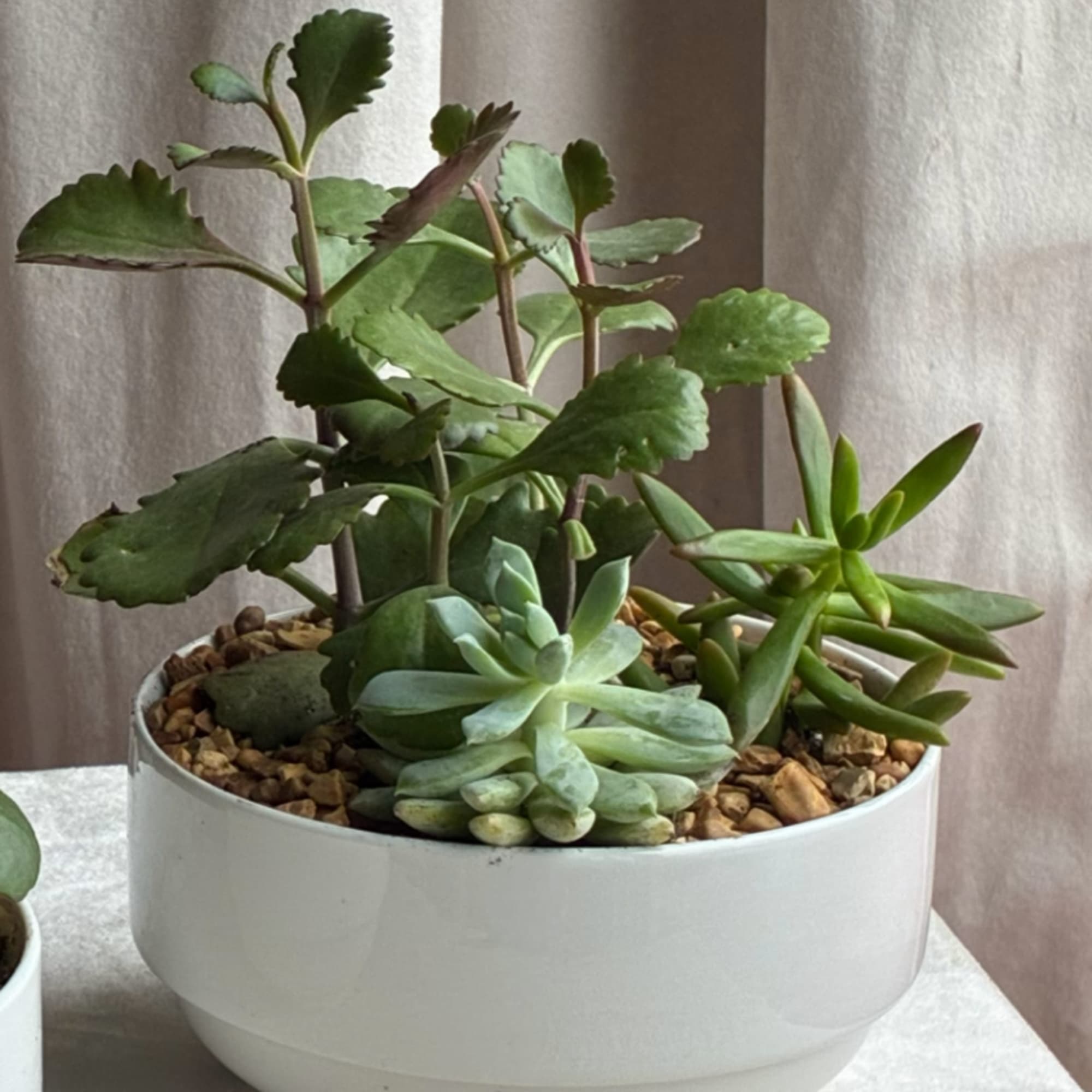 Potted succulent arrangement in a white ceramic bowl, photo 3 of 4