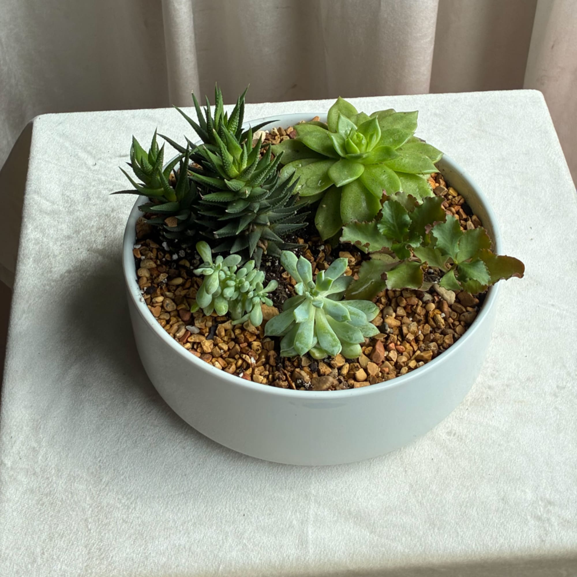 Succulent arrangement in a white bowl planter