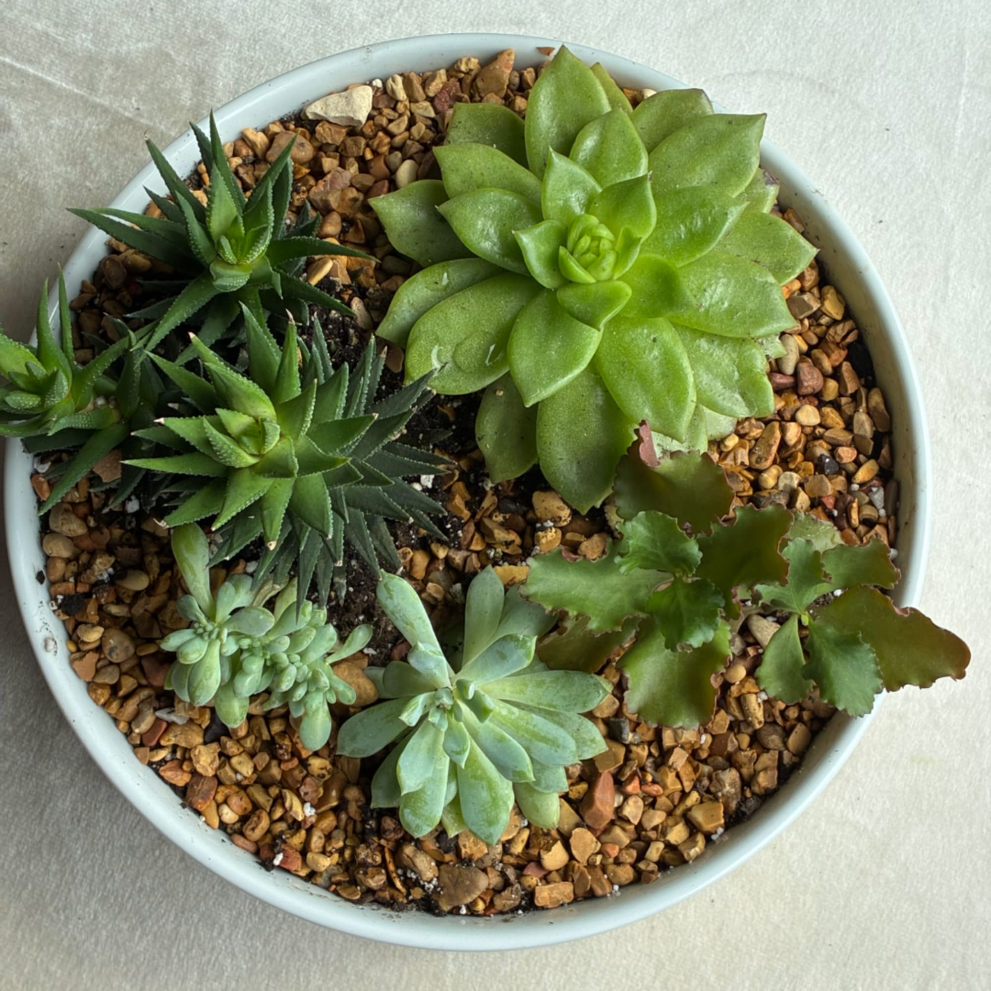 Round bowl of assorted succulents in pebbles