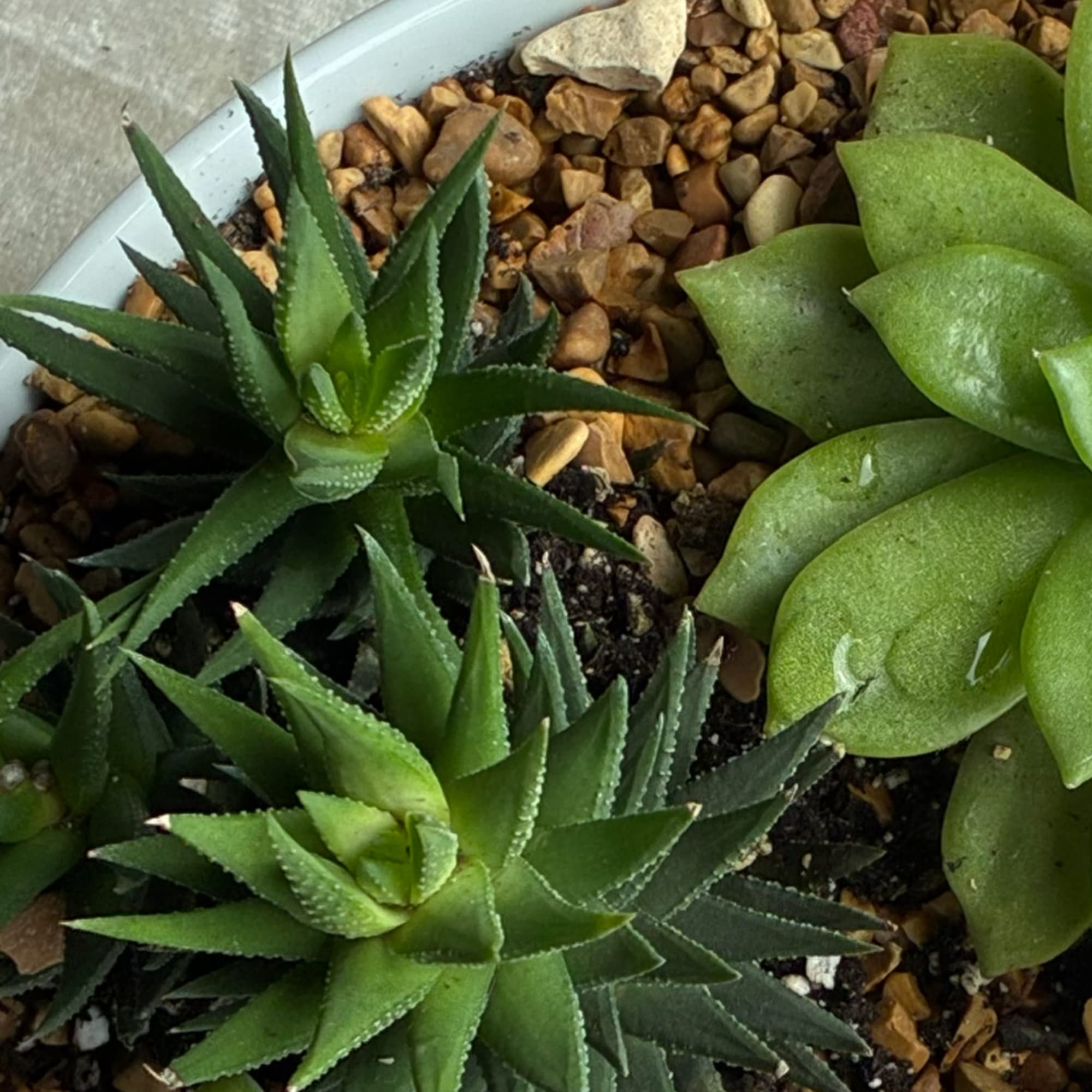 Close-up of green succulent plants in a shallow pot with pebbles