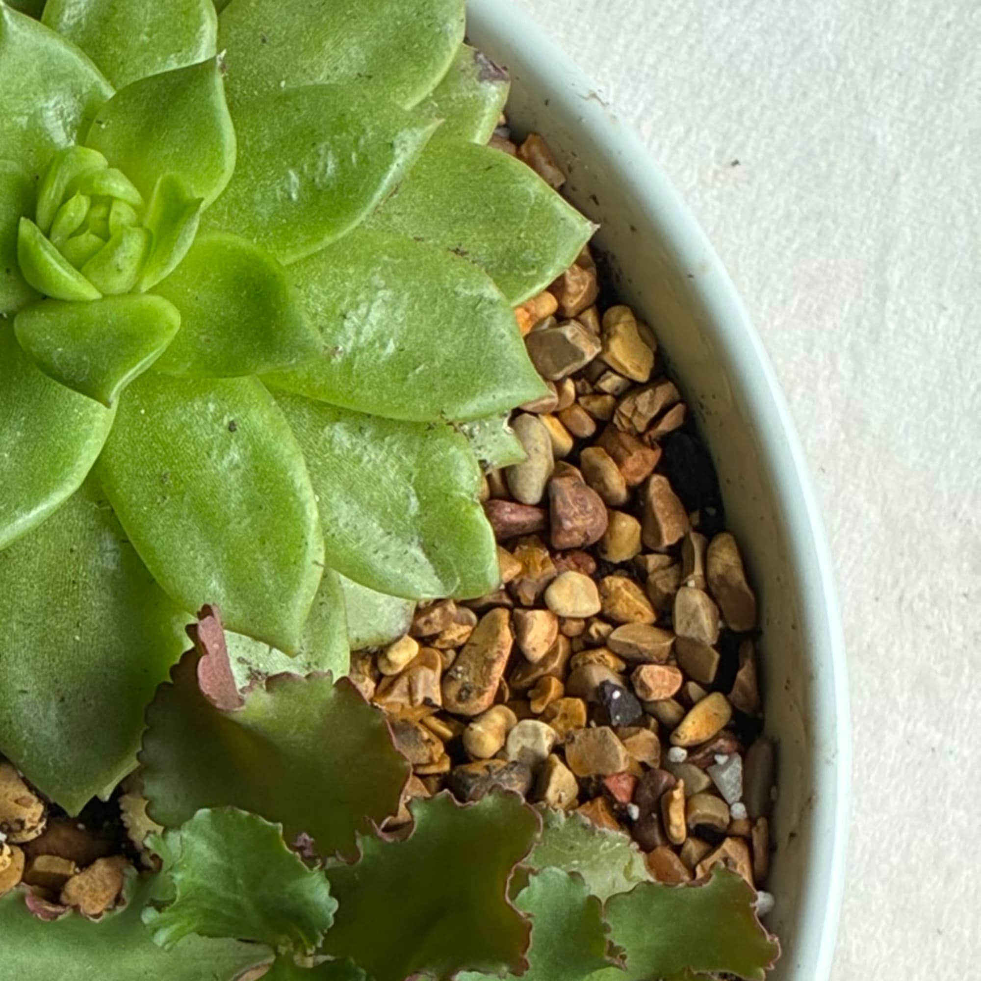 Potted green succulent with pebbled top dressing