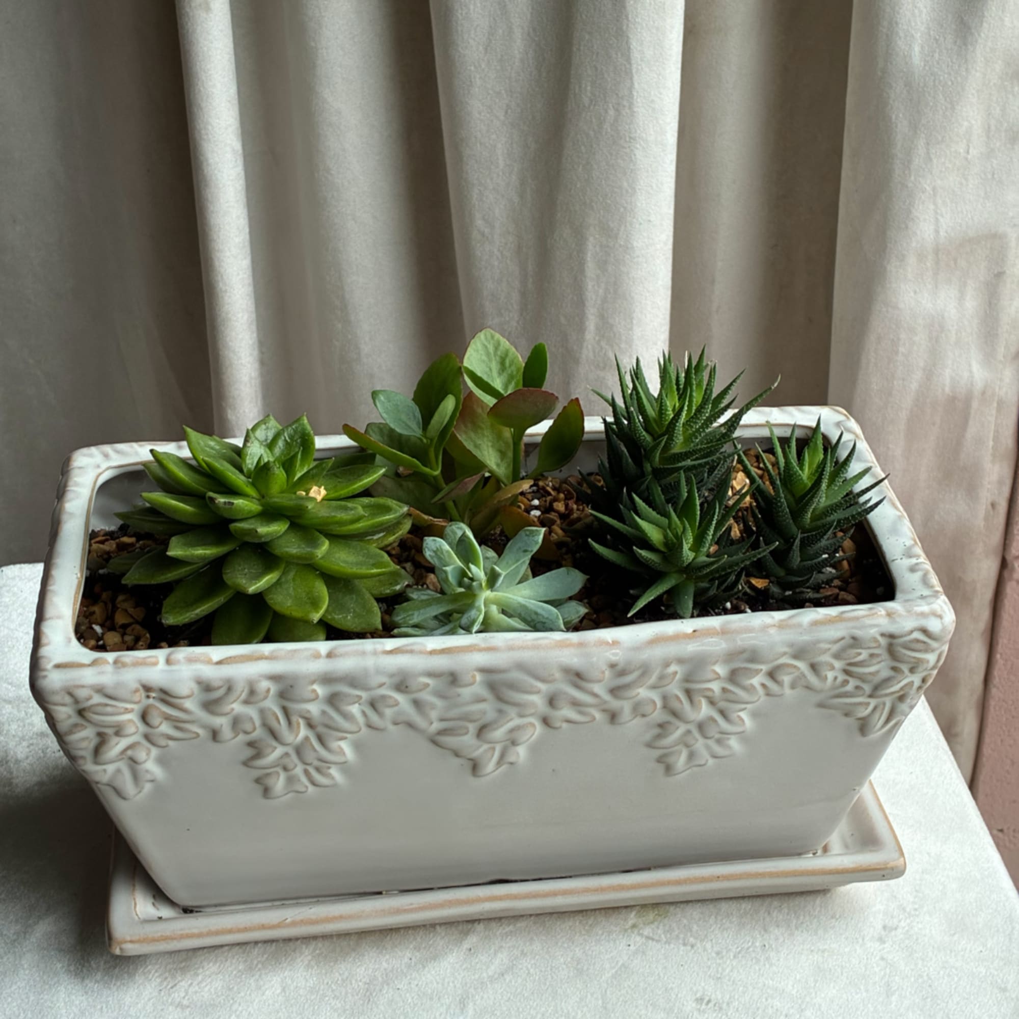 Succulent arrangement in a white rectangular ceramic planter