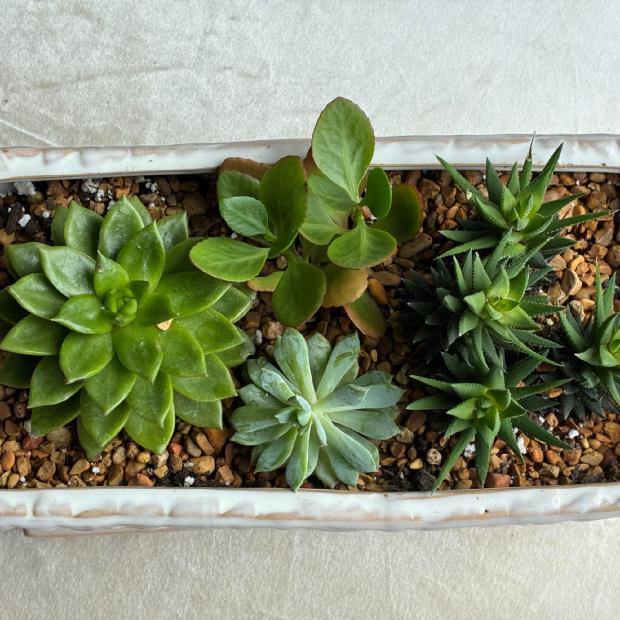 Succulent arrangement in a rectangular planter with gravel top dressing