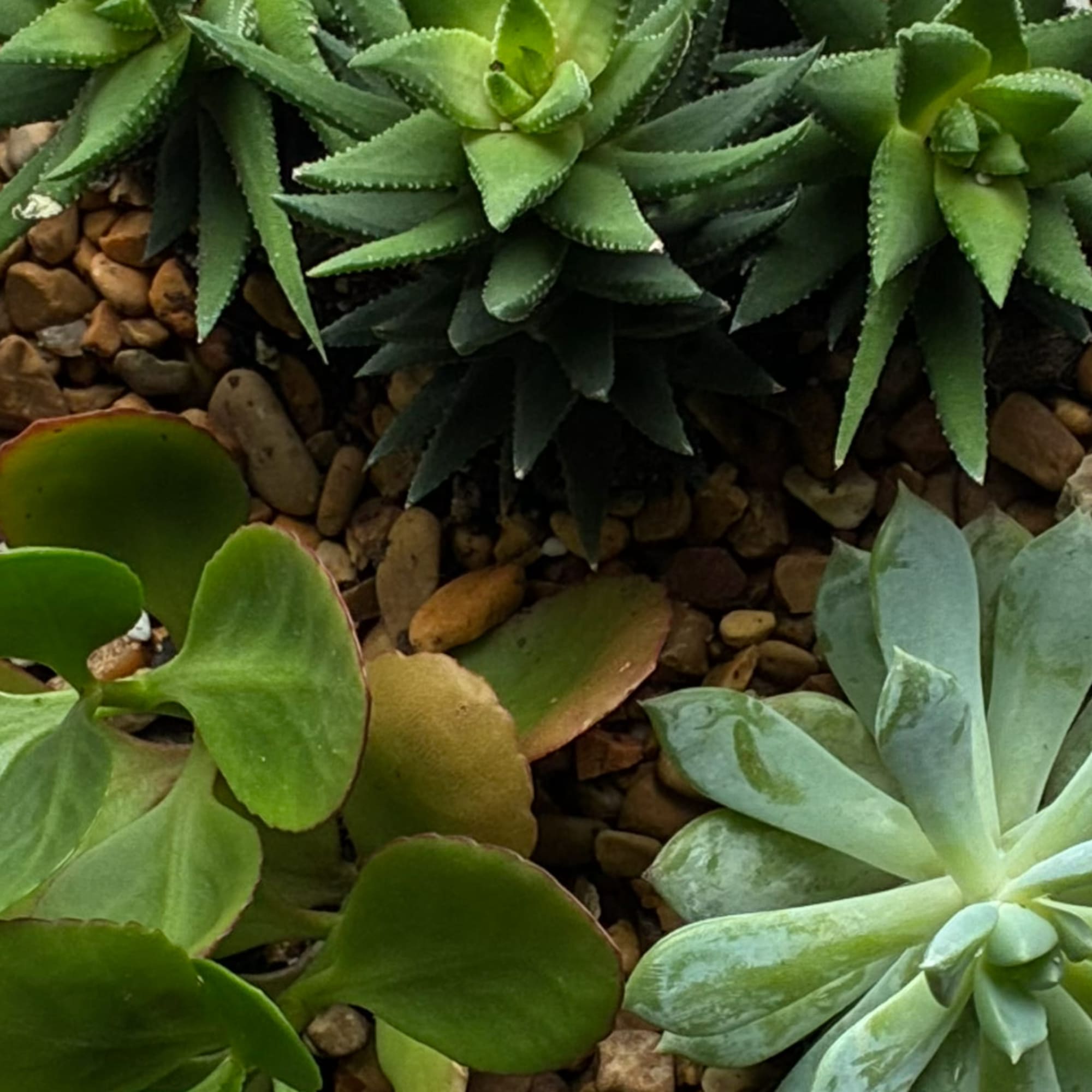 Close-up of assorted green succulents growing in pebbles