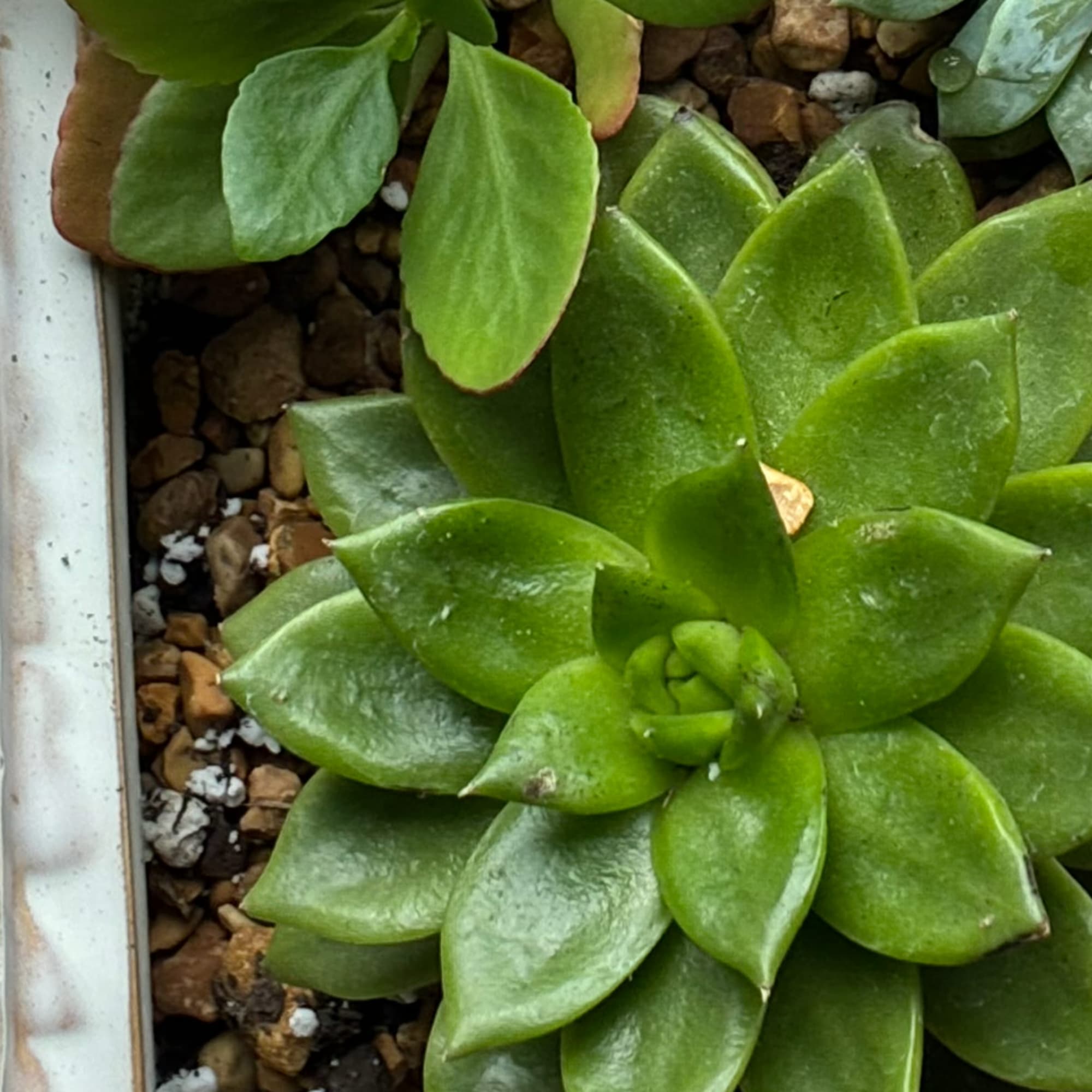 Close-up of a green succulent in a planter with pebbled soil