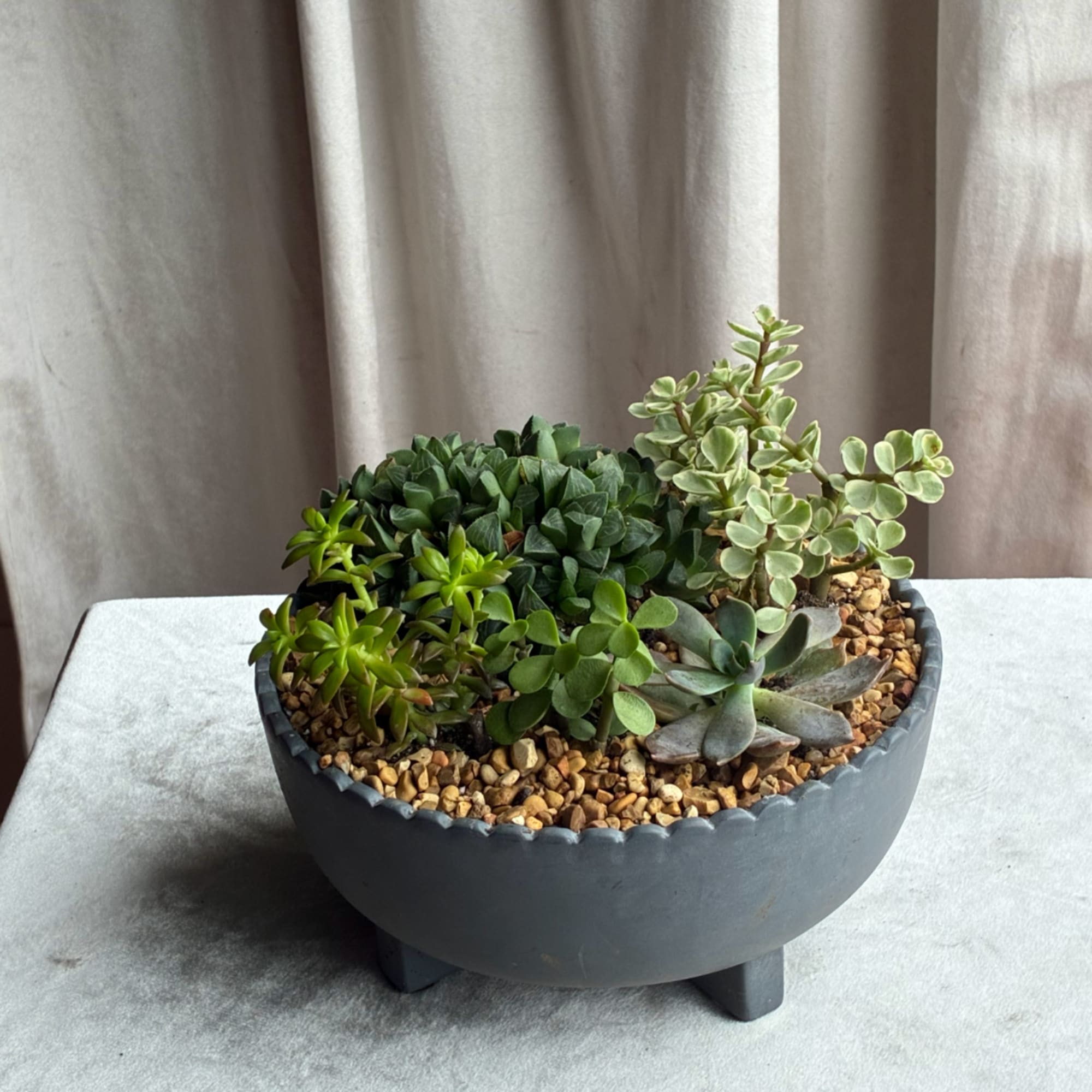 Potted succulent arrangement in a dark bowl planter