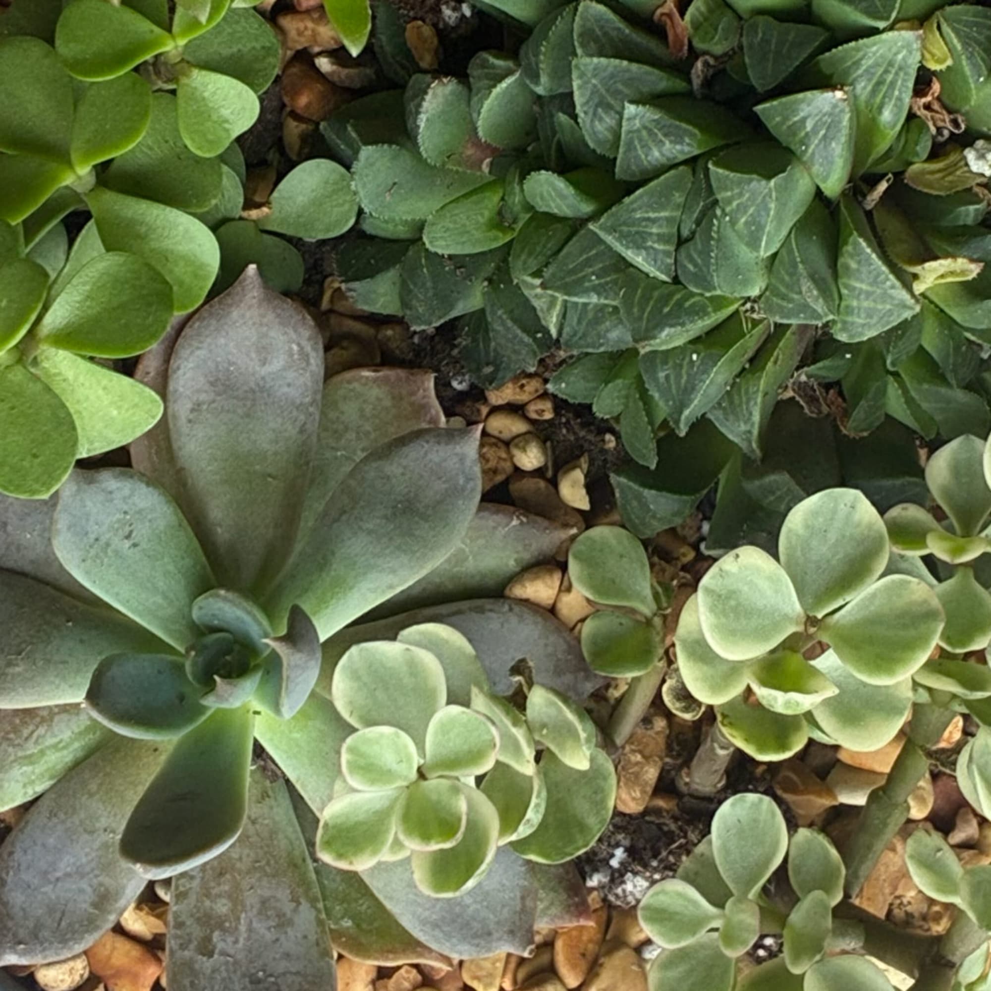 Close-up of assorted green succulents growing together