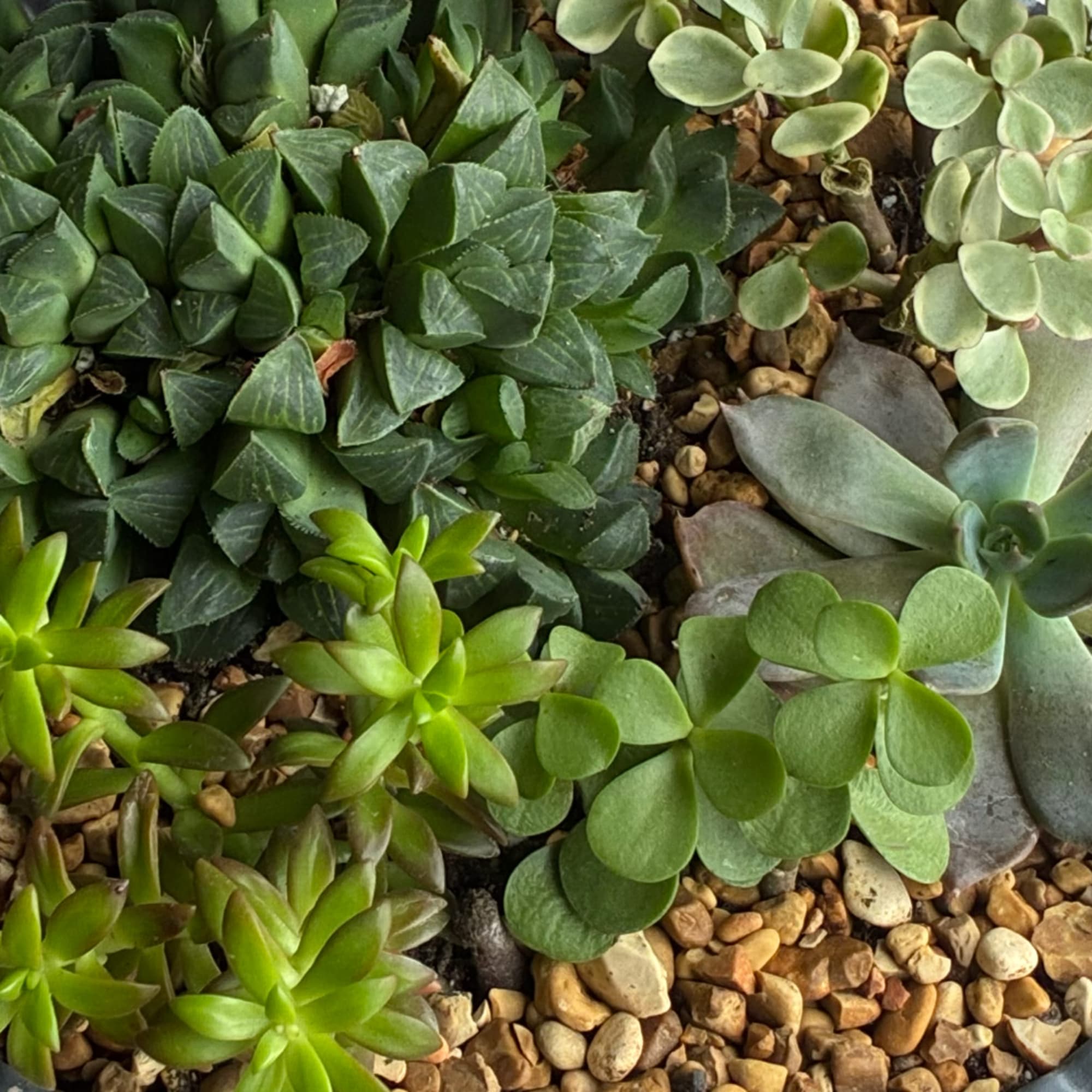 Close-up of assorted green succulents growing in gravel