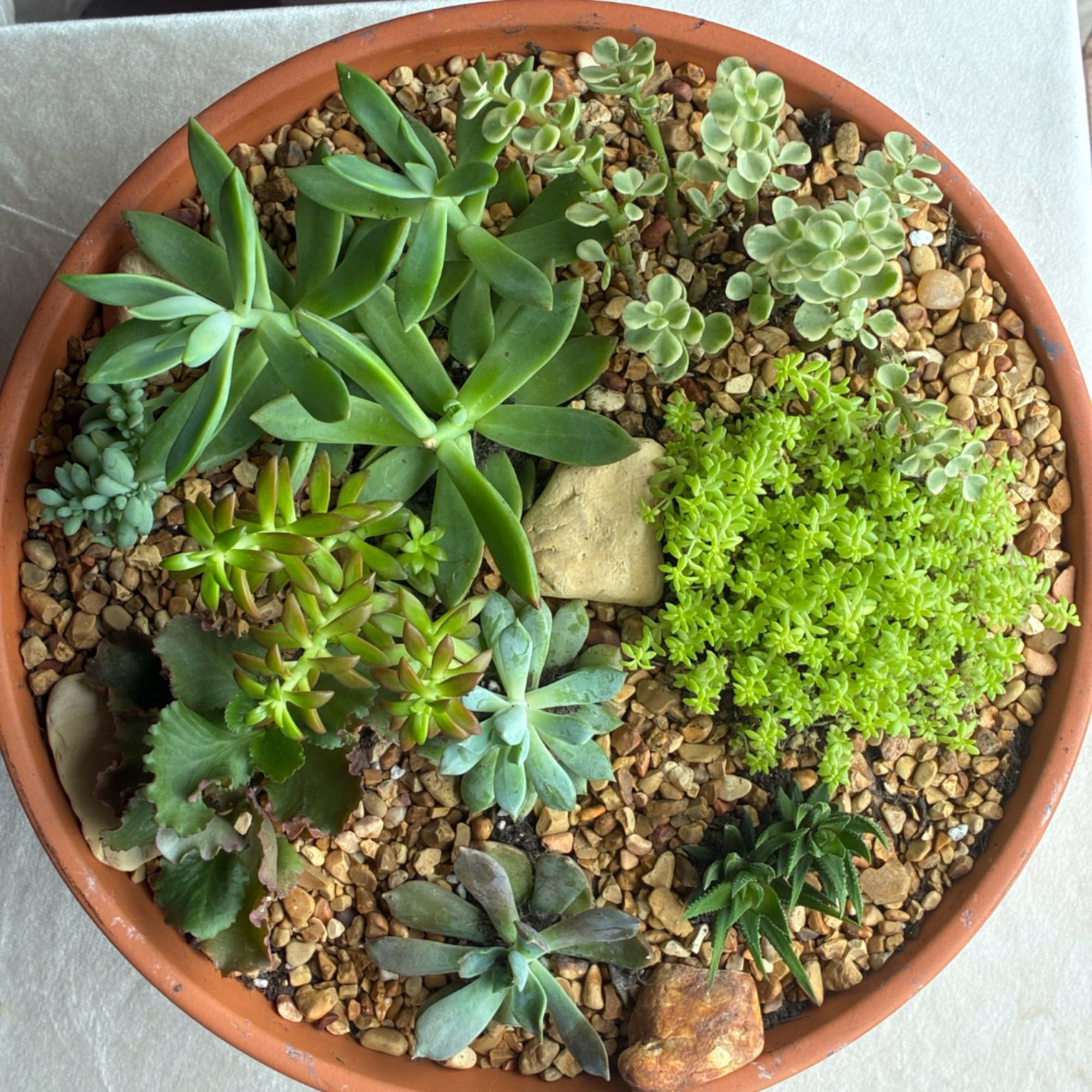 Round terracotta pot filled with assorted succulents and pebbles