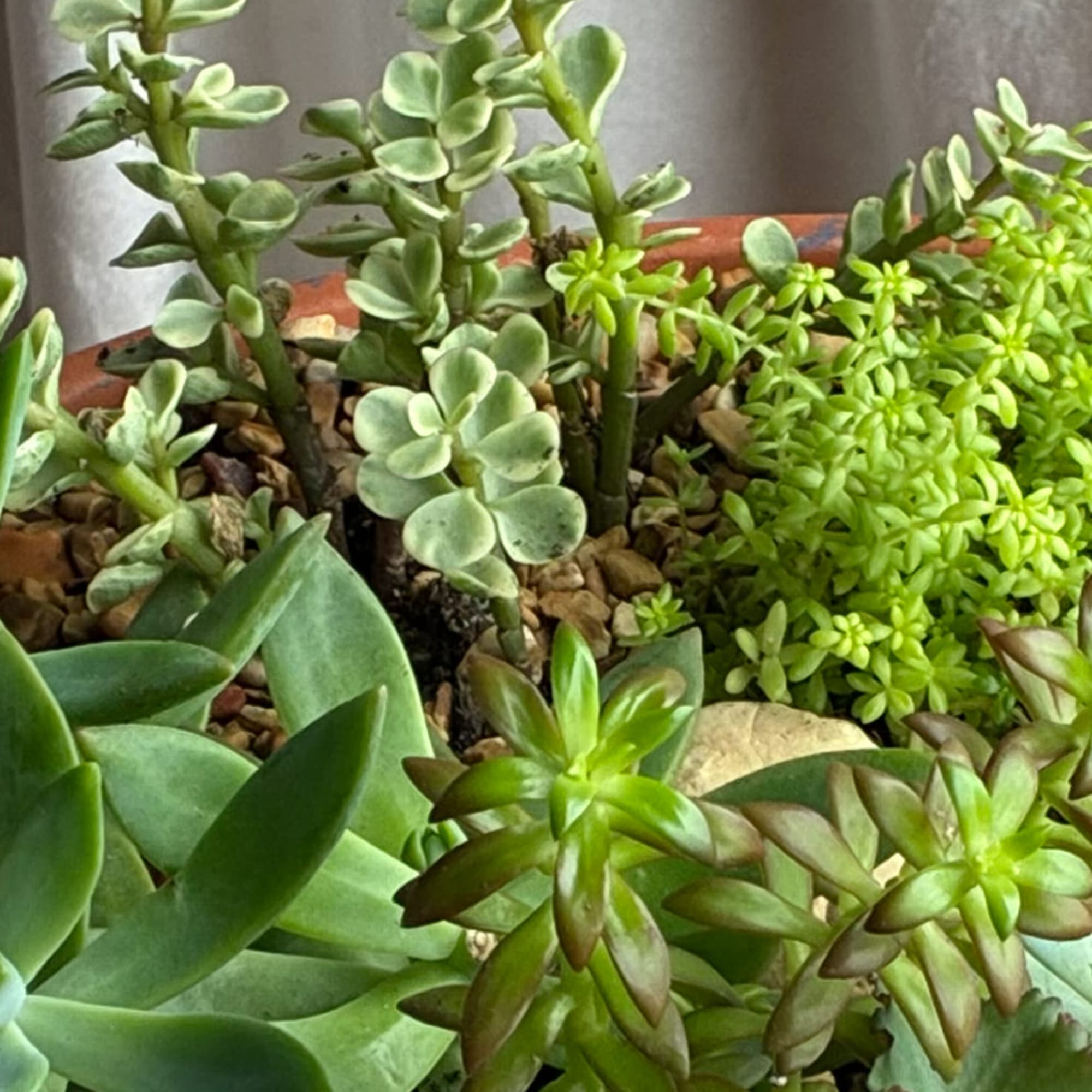Potted succulent arrangement with varied green rosettes and trailing stems