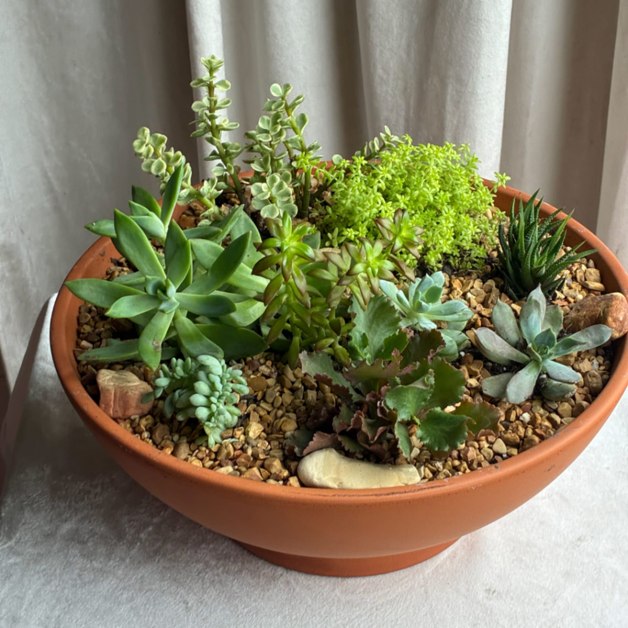 A shallow terracotta bowl filled with assorted succulents and pebbles