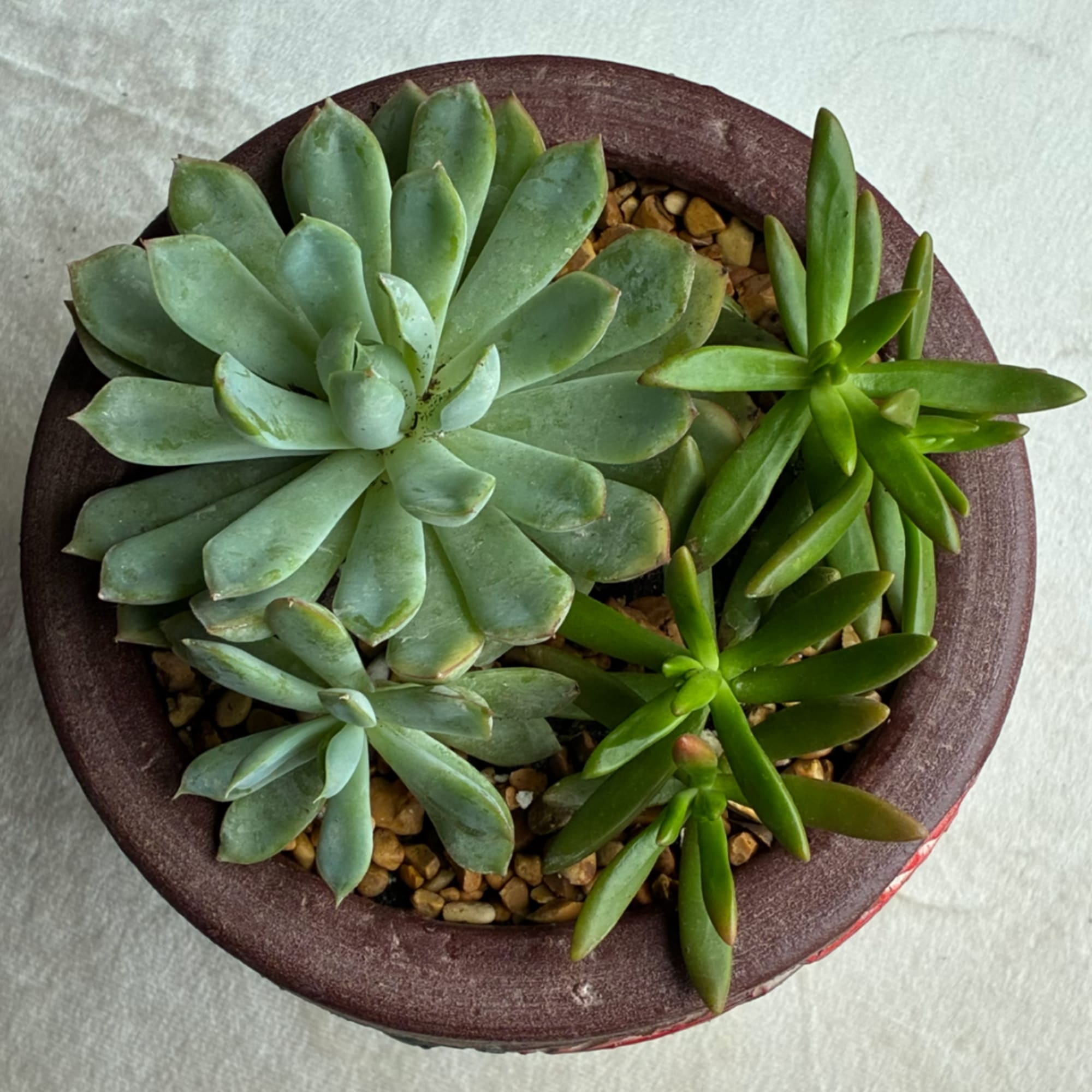 Potted succulent arrangement with rosette plants in a round container