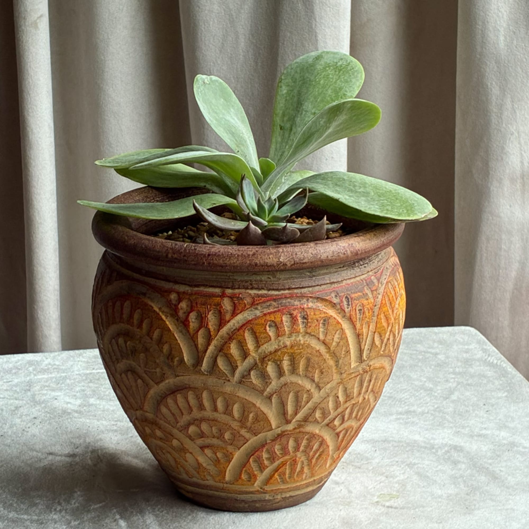 Potted succulent arrangement in a carved terracotta planter