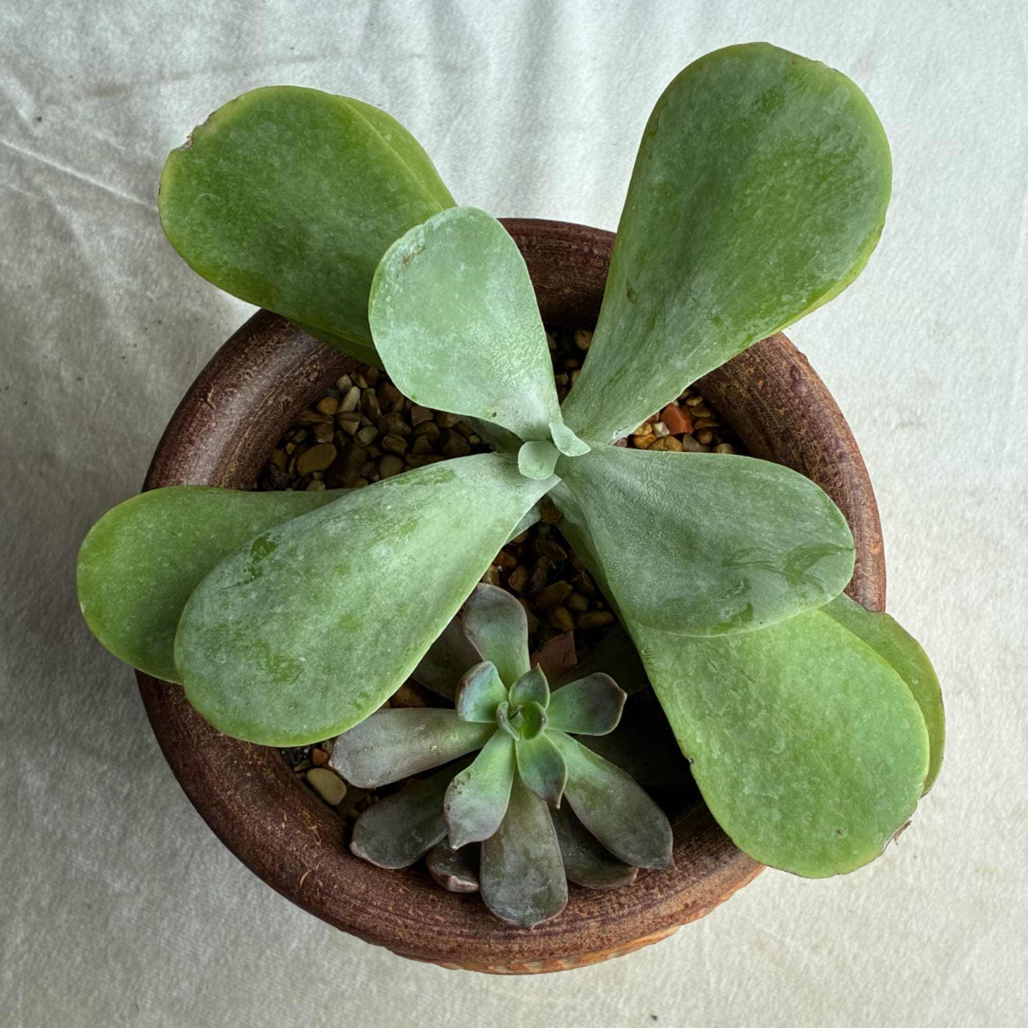 Potted succulent with broad green leaves in a round brown pot