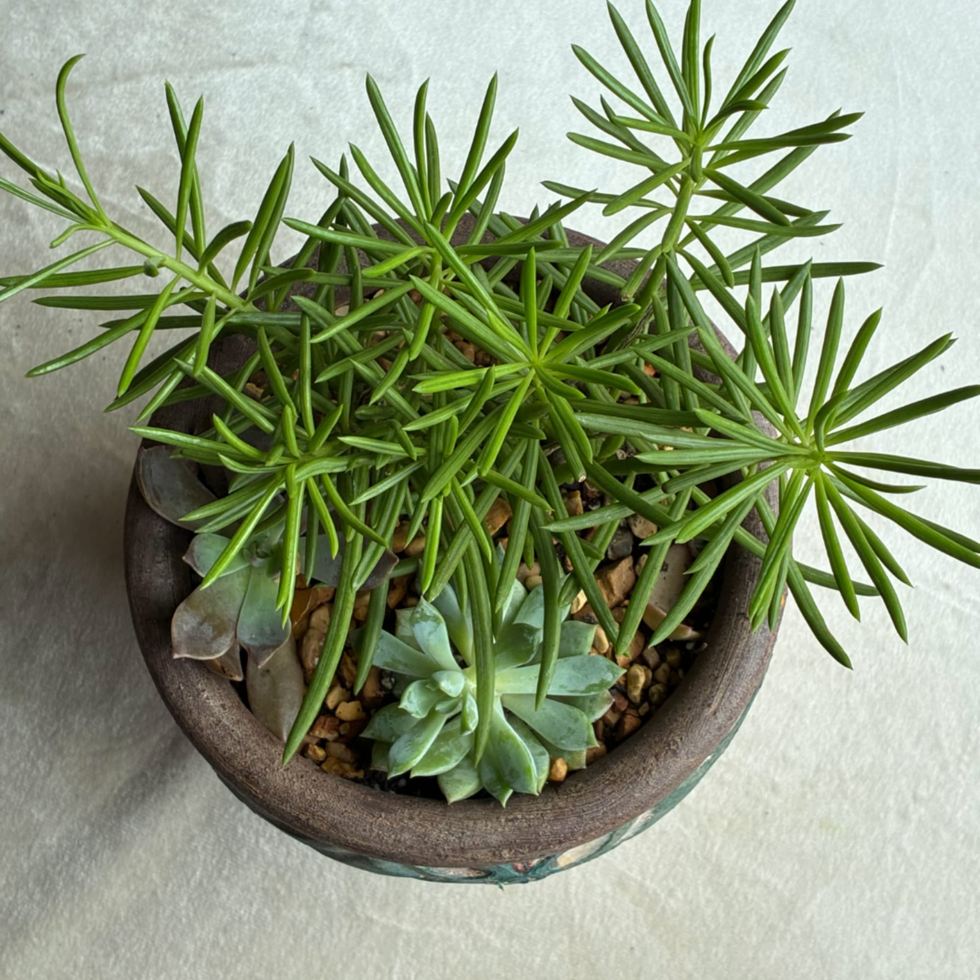 Potted succulent arrangement with spiky green plants and rosette succulents