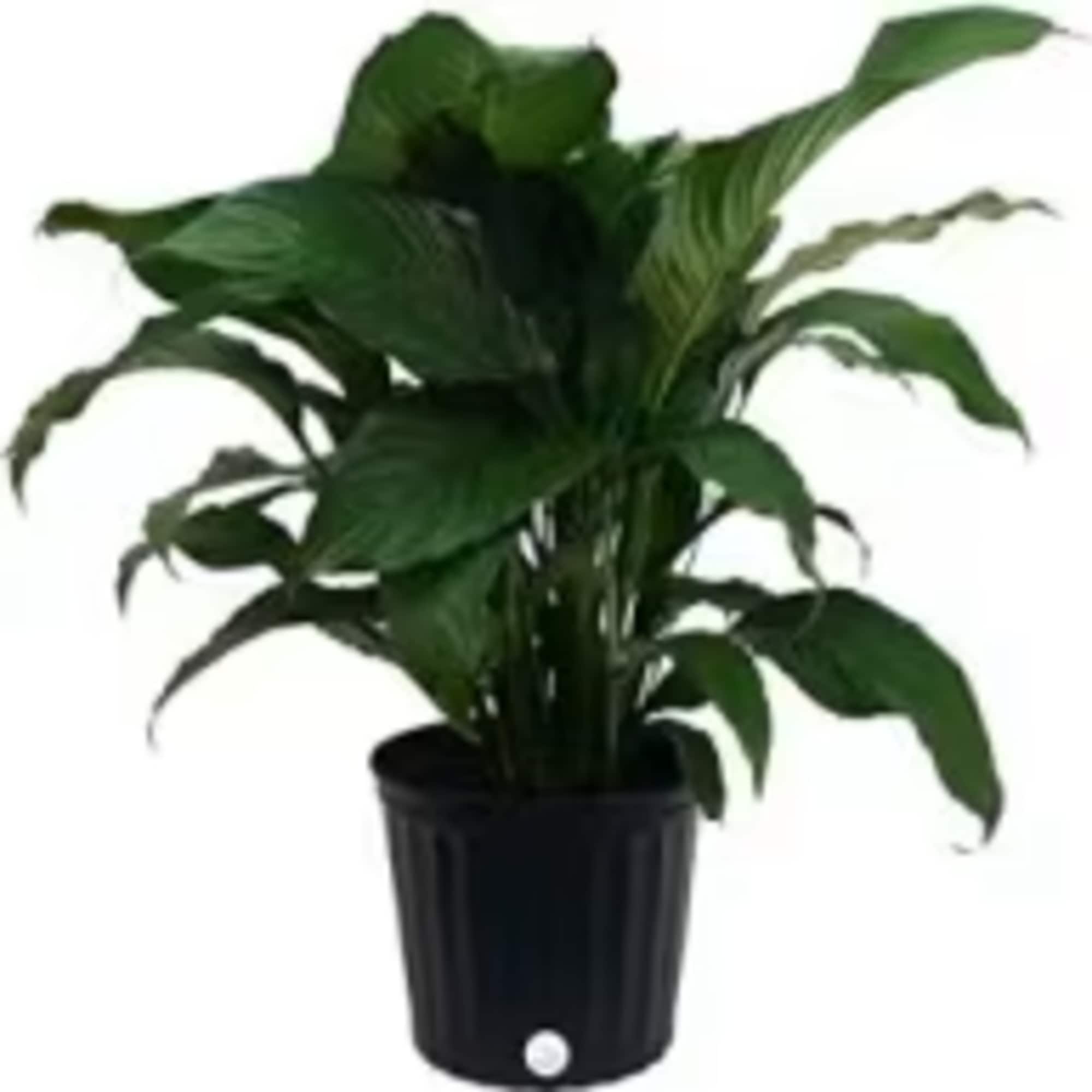 Peace lilies (Spathiphyllum), also known as closet plants, are a popular choice