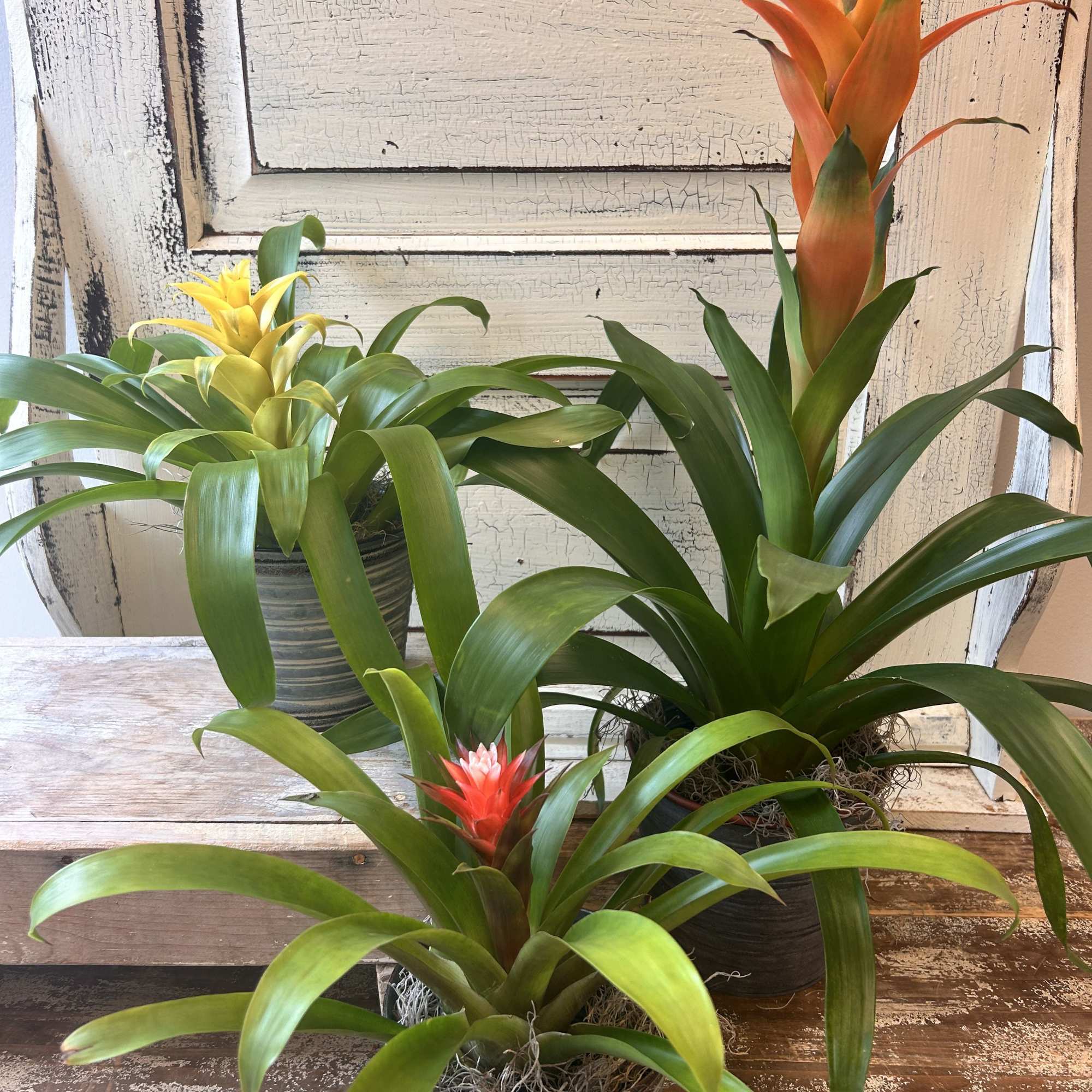 Three potted bromeliad plants with bright orange, yellow, and red blooms