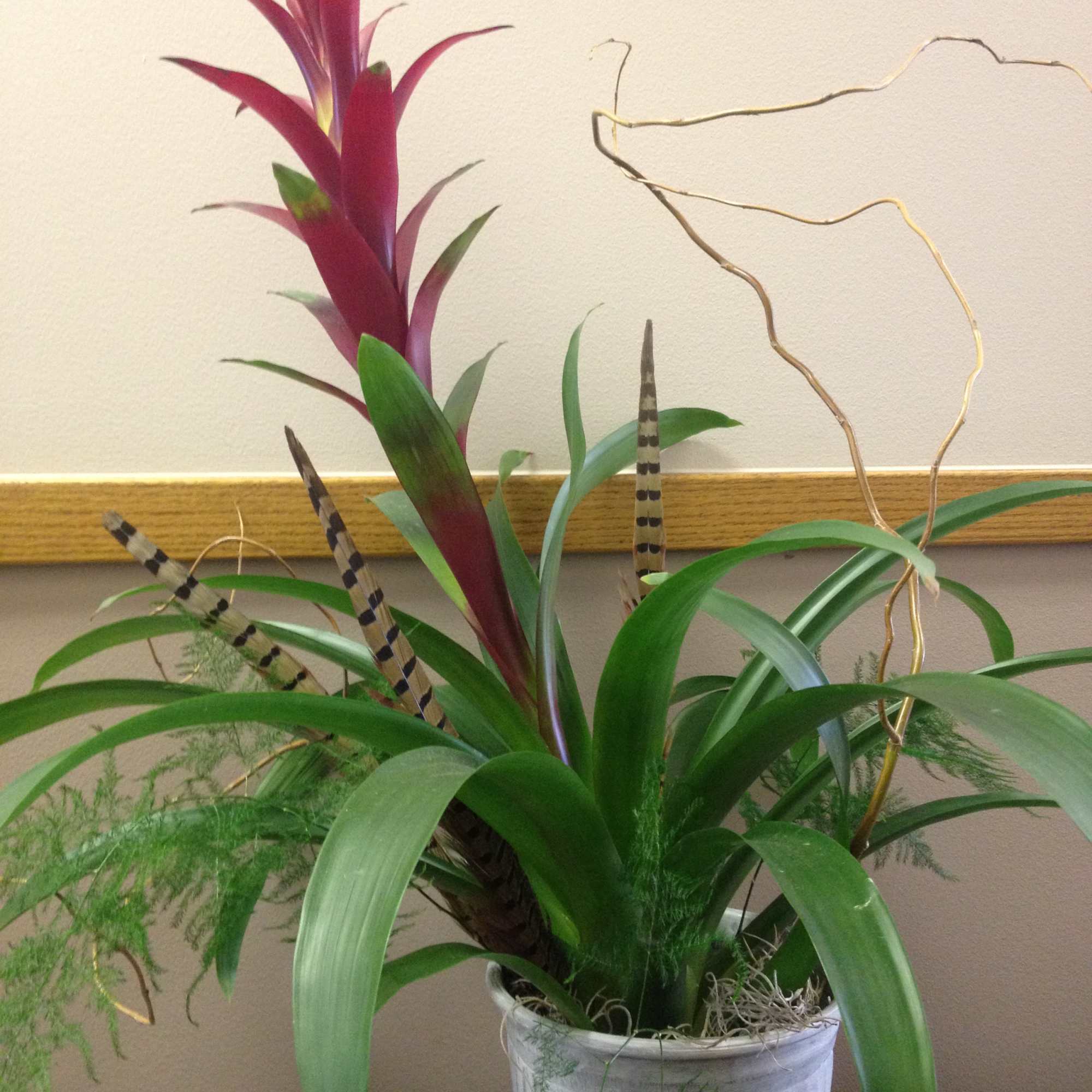 Potted tropical plant with burgundy and green leaves in a white container