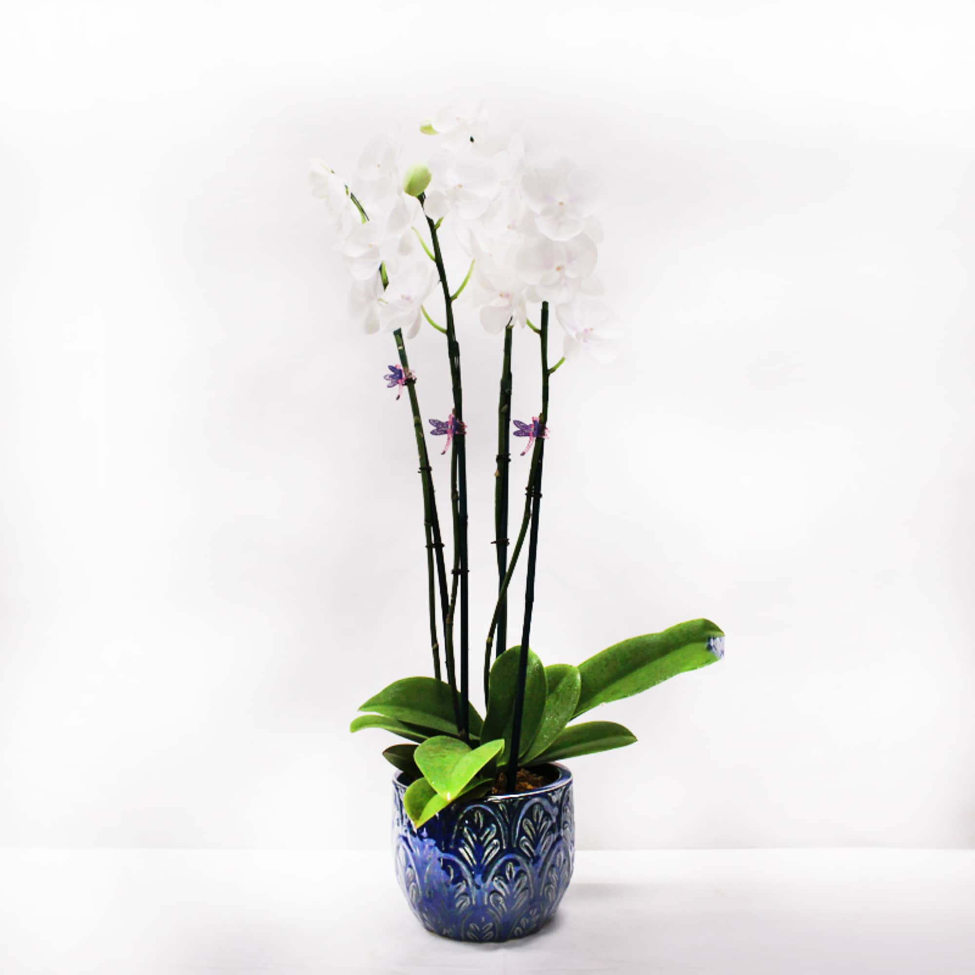 Potted white orchid plant with tall stems in a blue ceramic pot